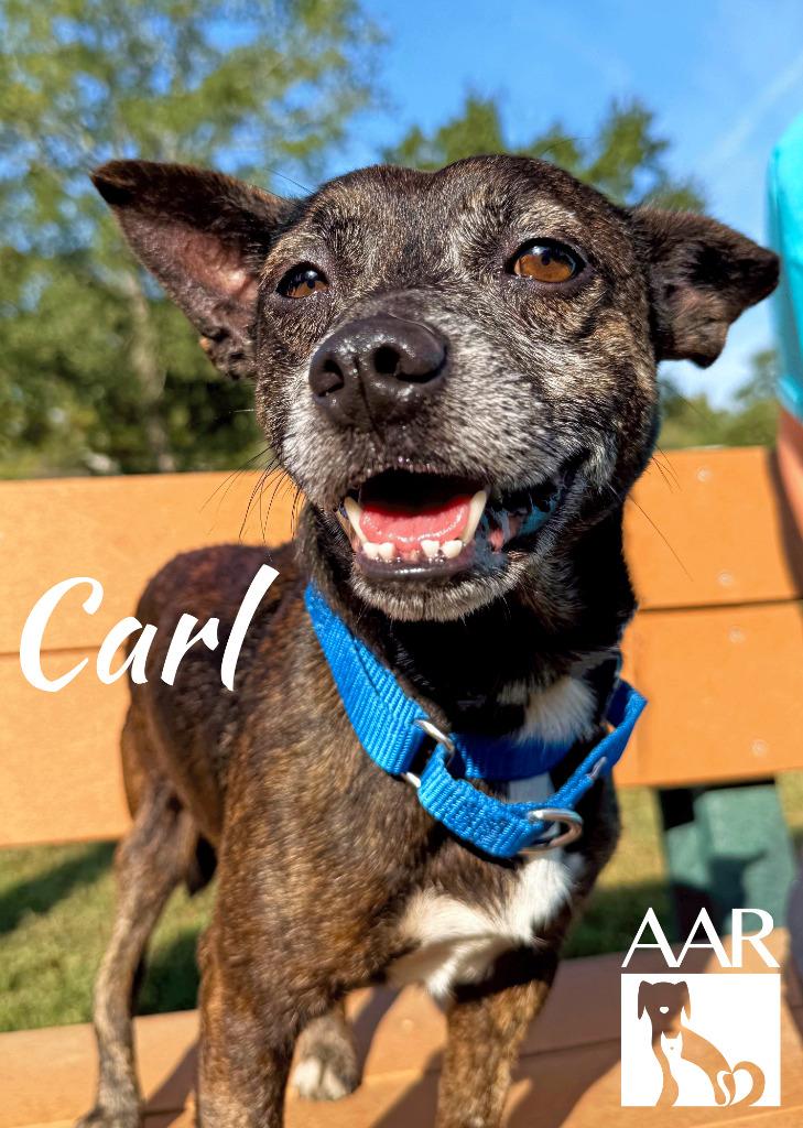 Enlarge Carl, a Adoptable mixed breed in Magnolia, TX image 5/6