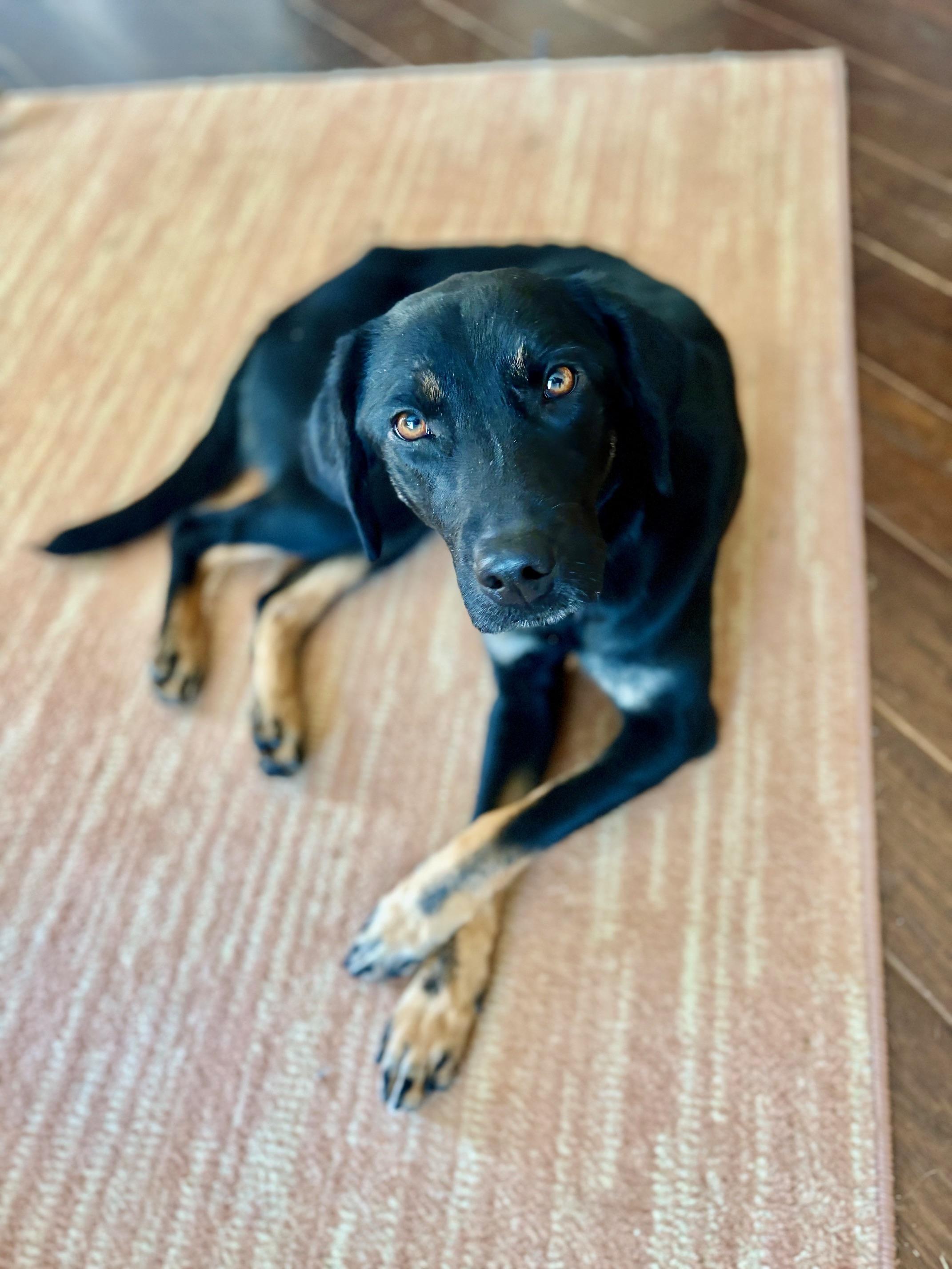 Enlarge Merrybell, an adopted mixed breed in Cumming, GA image 5/5