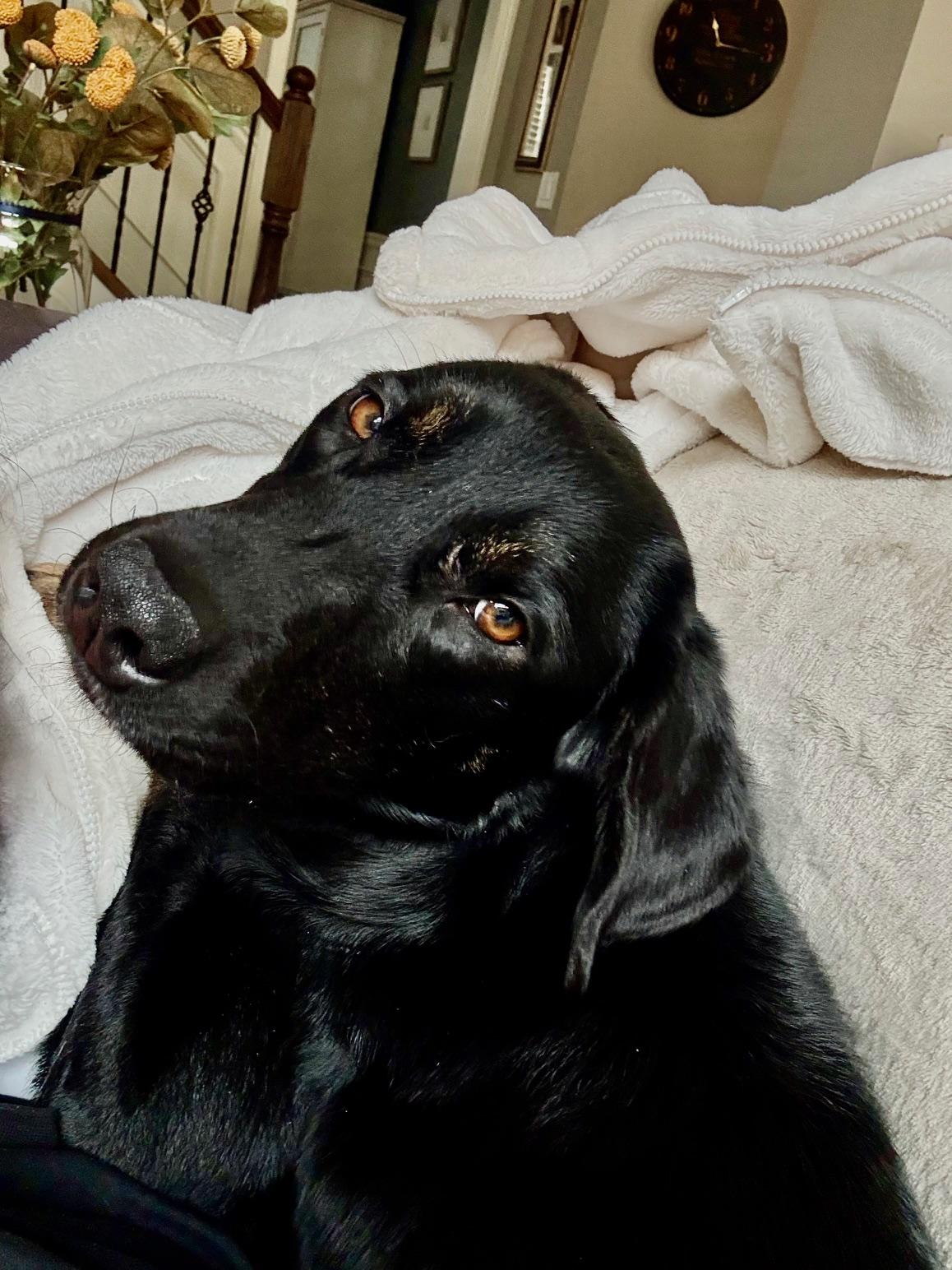 Enlarge Merrybell, an adopted mixed breed in Cumming, GA image 4/5