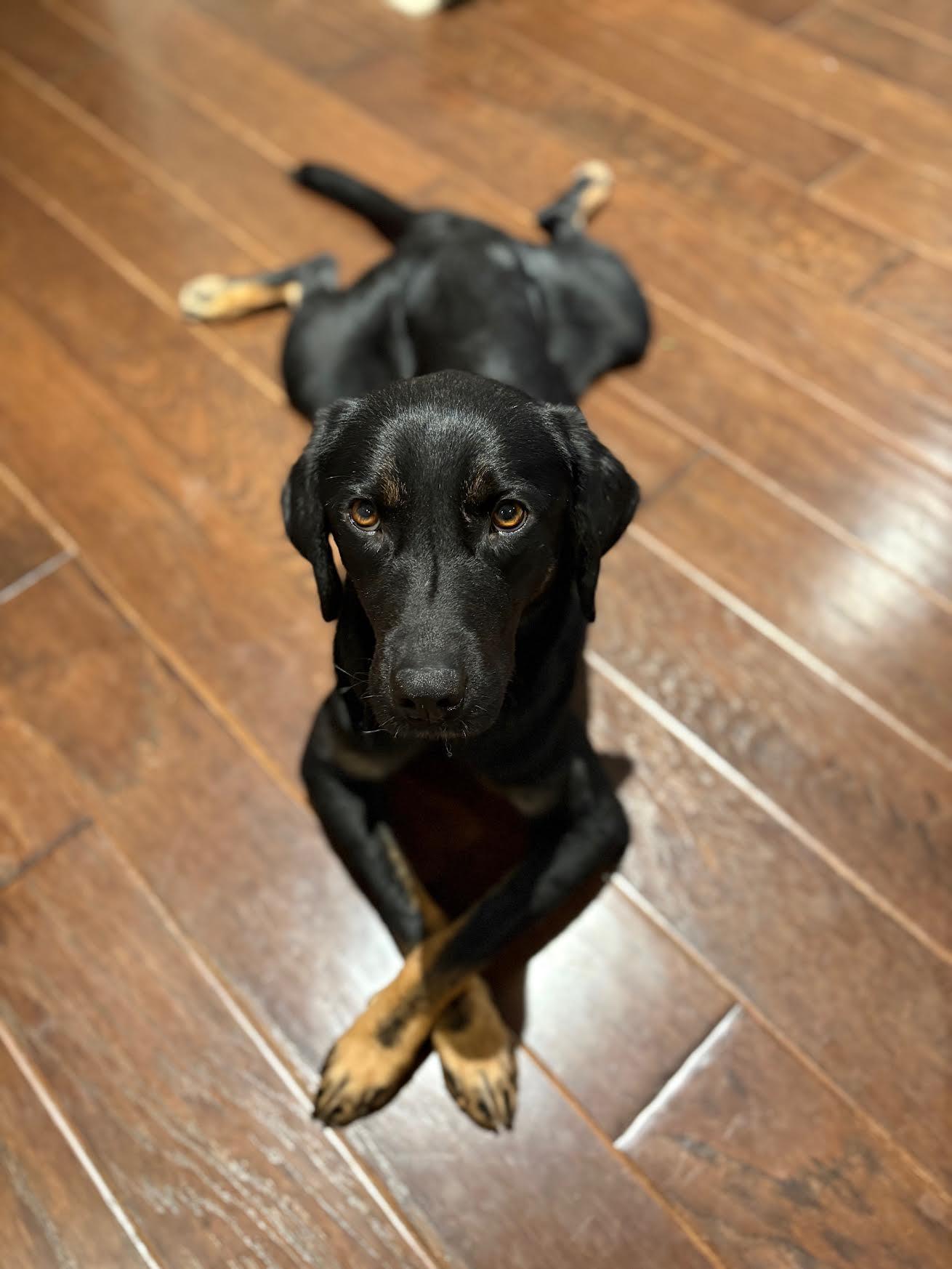 Enlarge Merrybell, an adopted mixed breed in Cumming, GA image 3/5