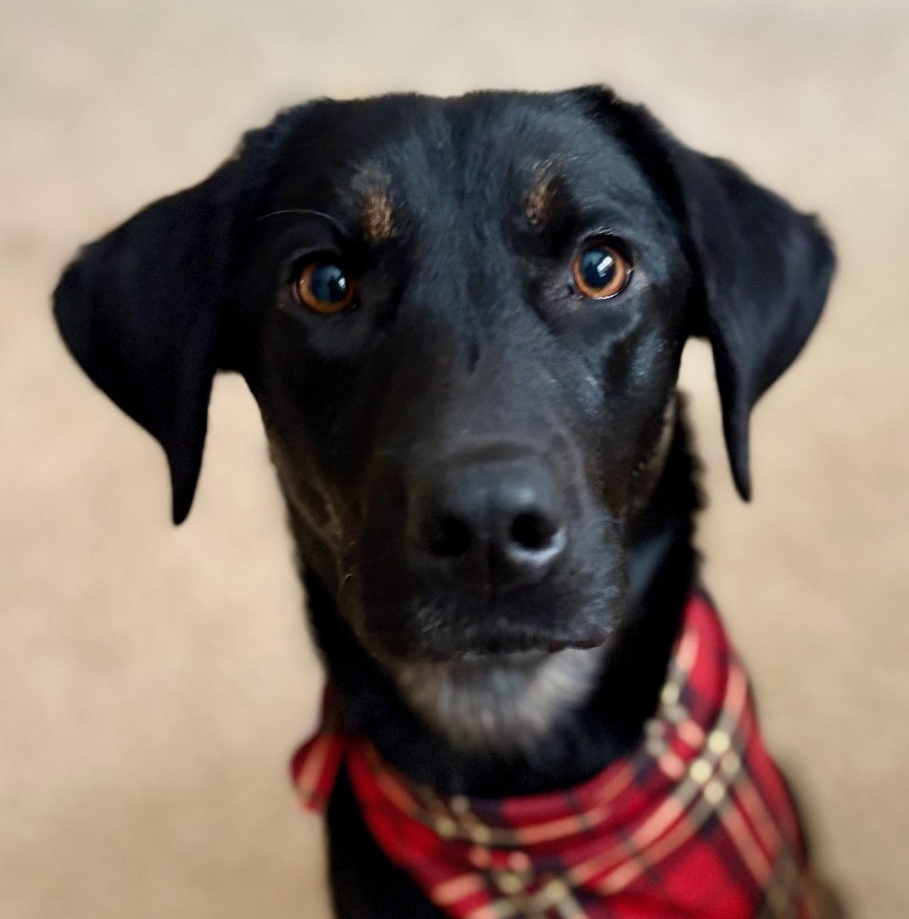 Enlarge Merrybell, an adopted mixed breed in Cumming, GA image 1/5