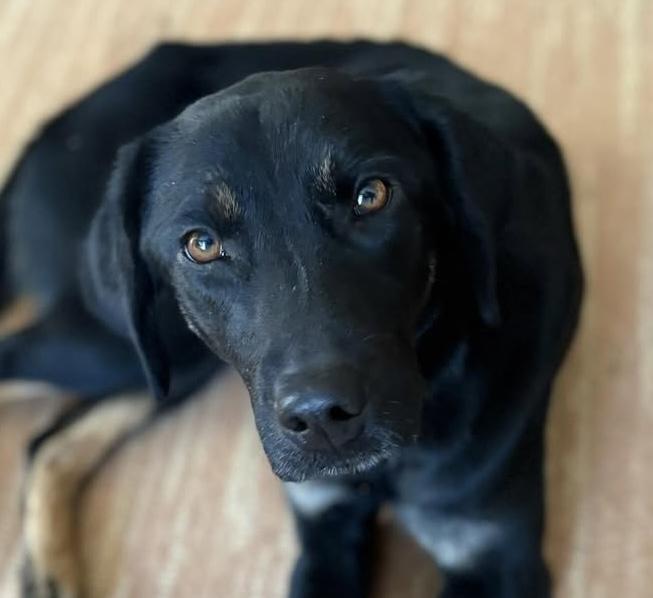 Merrybell, ADOPTABLE, Puppy Female Labrador Retriever & Hound.
