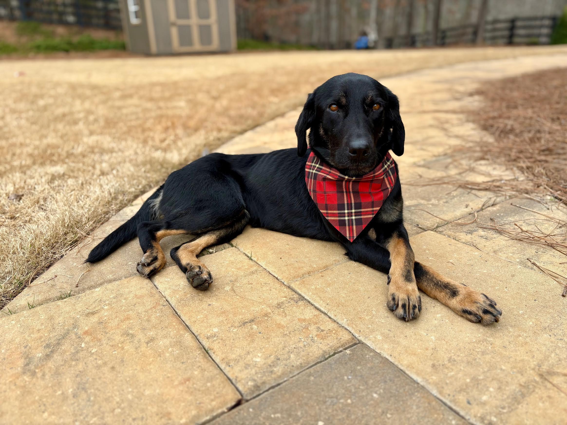 Enlarge Merrybell, an adopted mixed breed in Cumming, GA image 2/5