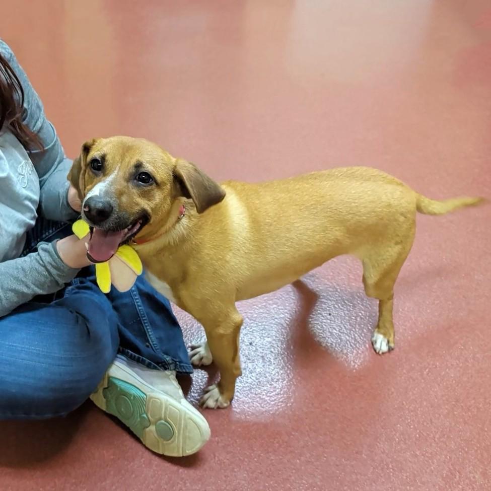 Enlarge French Fry, a ADOPTABLE mixed breed in Accident, MD image 6/6