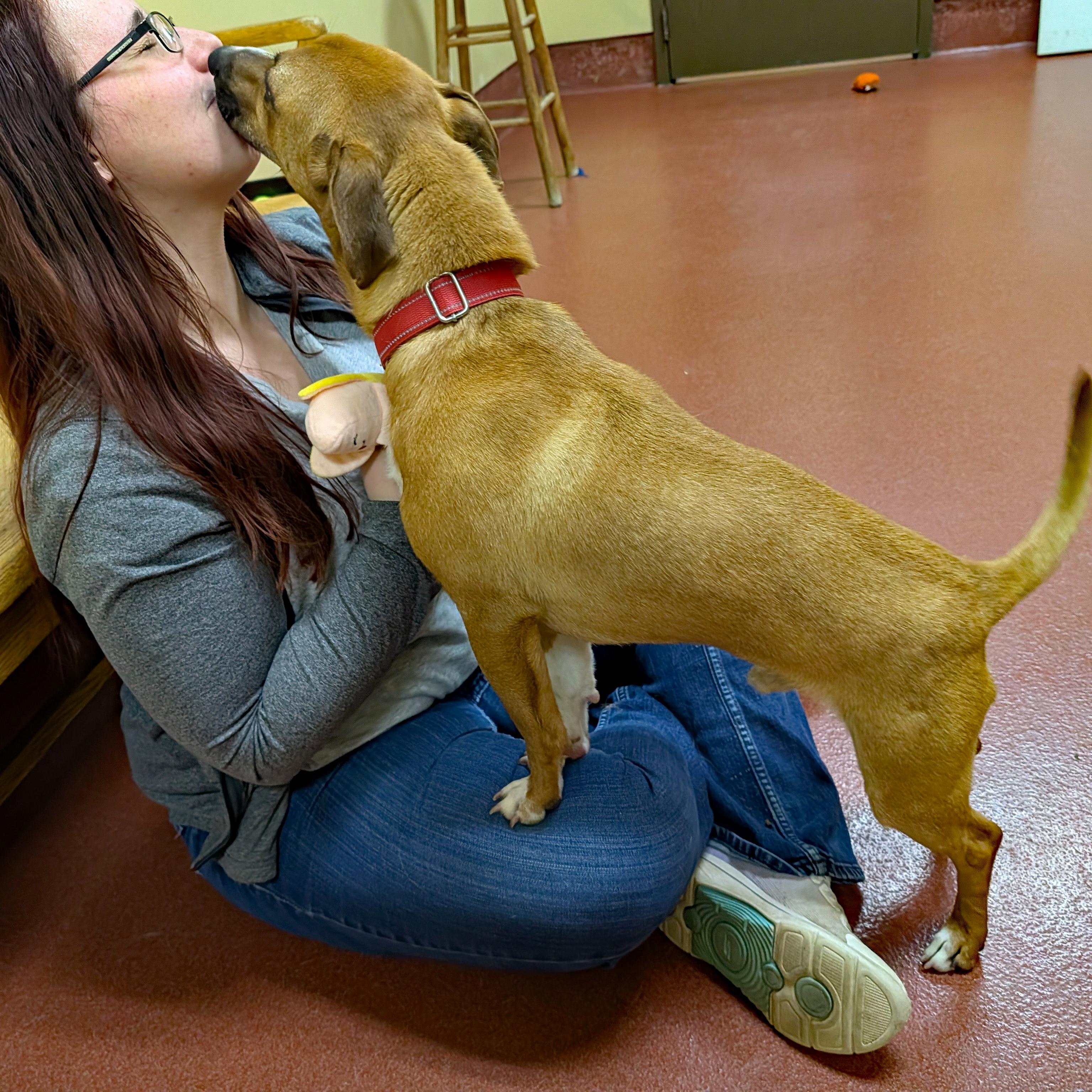 Enlarge French Fry, a ADOPTABLE mixed breed in Accident, MD image 3/6