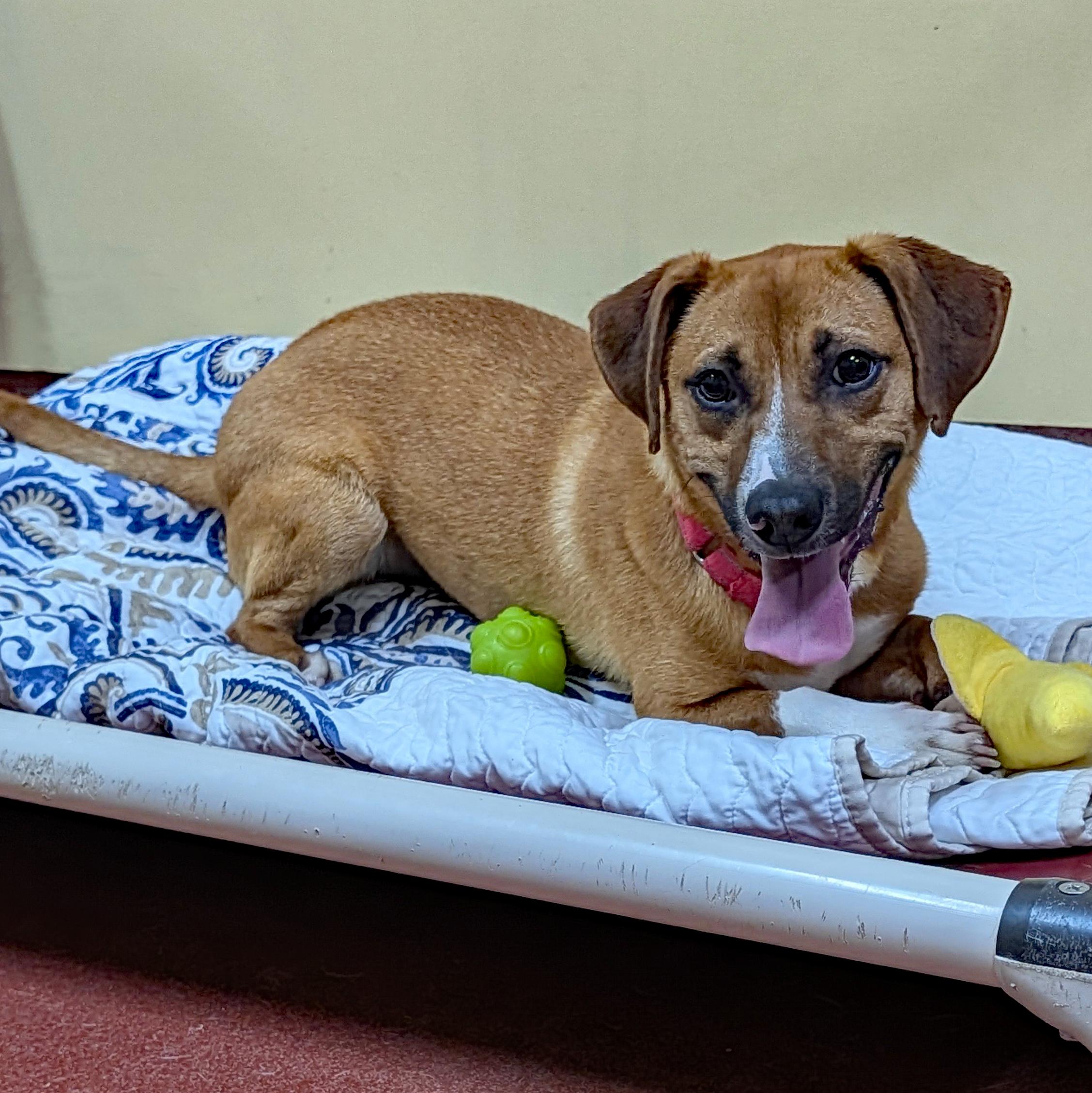 Enlarge French Fry, a ADOPTABLE mixed breed in Accident, MD image 4/6