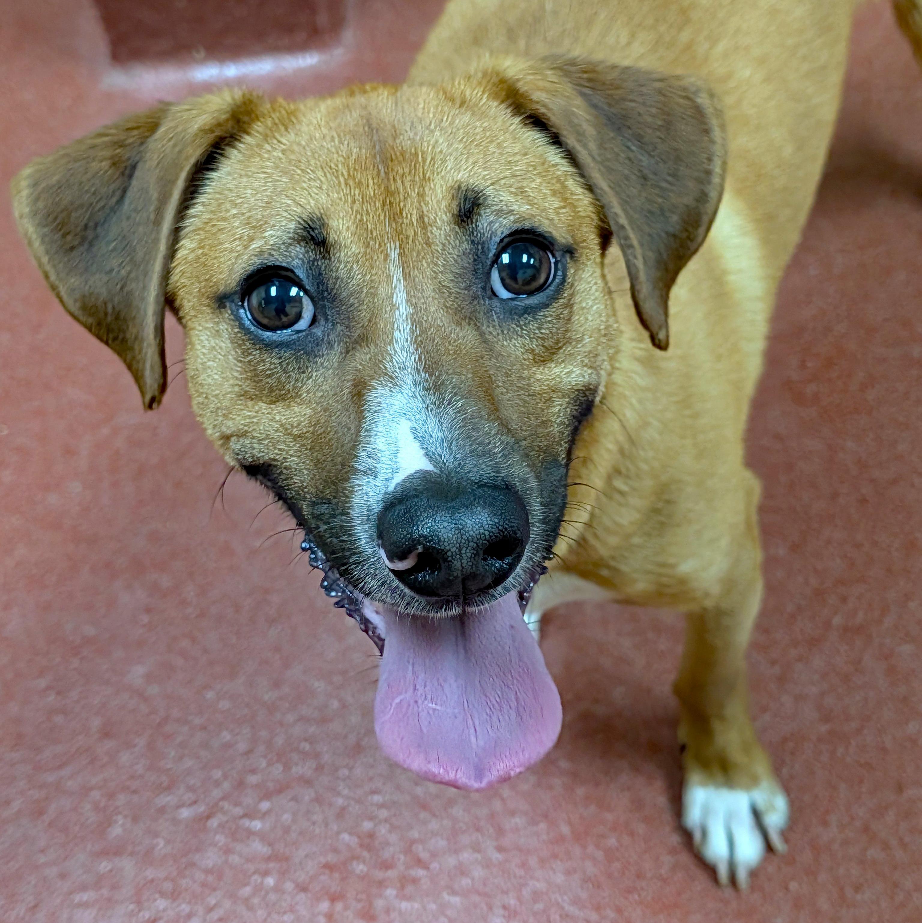 Enlarge French Fry, a ADOPTABLE mixed breed in Accident, MD image 2/6