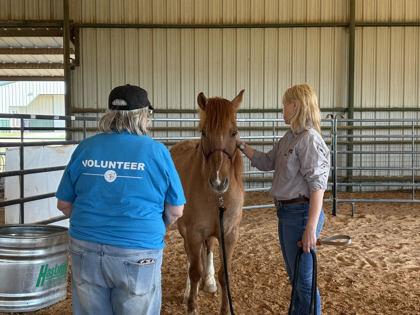 Enlarge Boba Fett, a Adoptable Mustang in Fort Worth, TX image 3/3