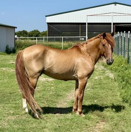 Boba Fett, a Adoptable Mustang in Fort Worth, TX image 3/3