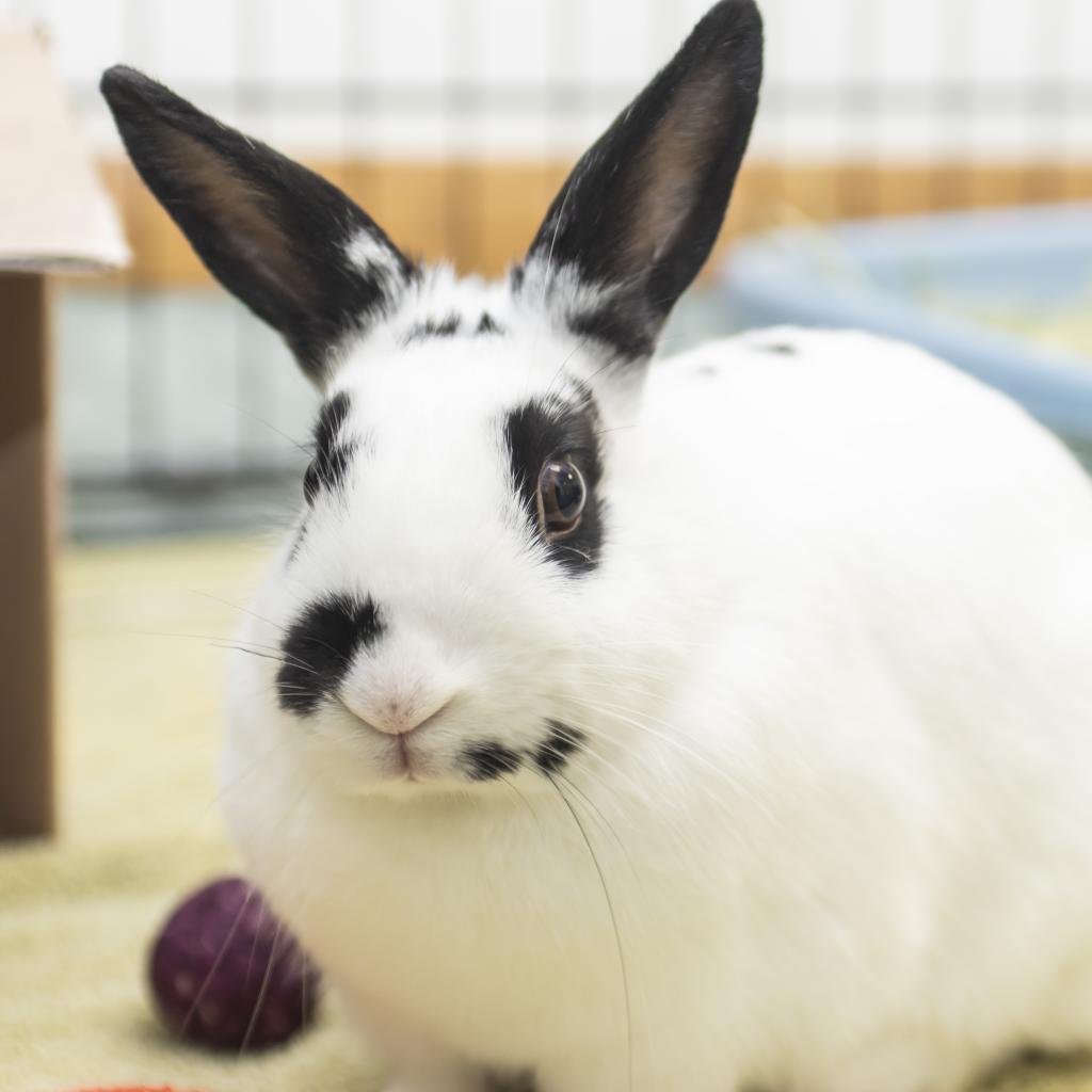 Enlarge Wilhelmina, a Adoptable Hotot in Middletown, RI image 1/1
