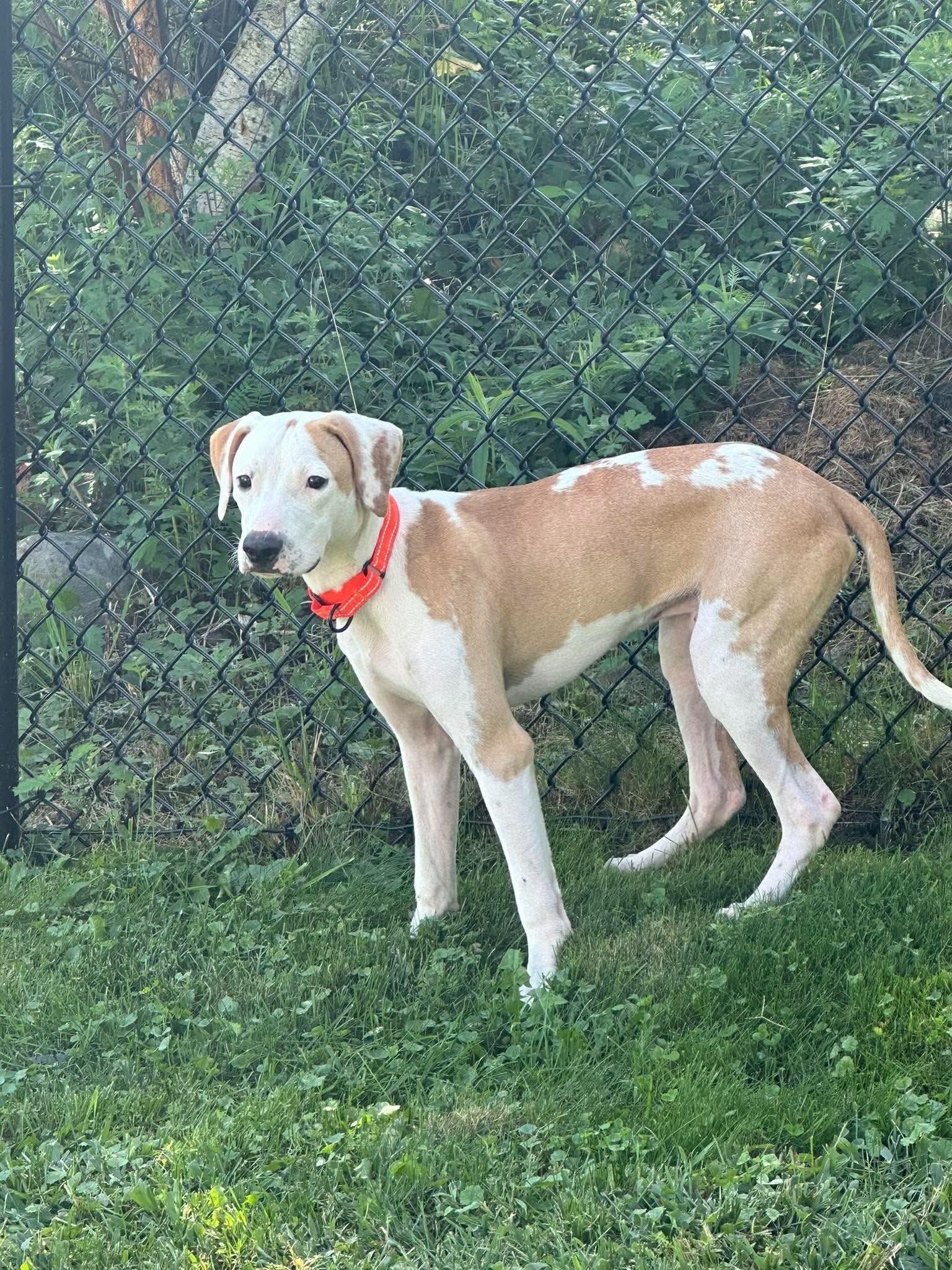 Enlarge Ace, a Adopted Mixed Breed in Highland, NY image 4/5