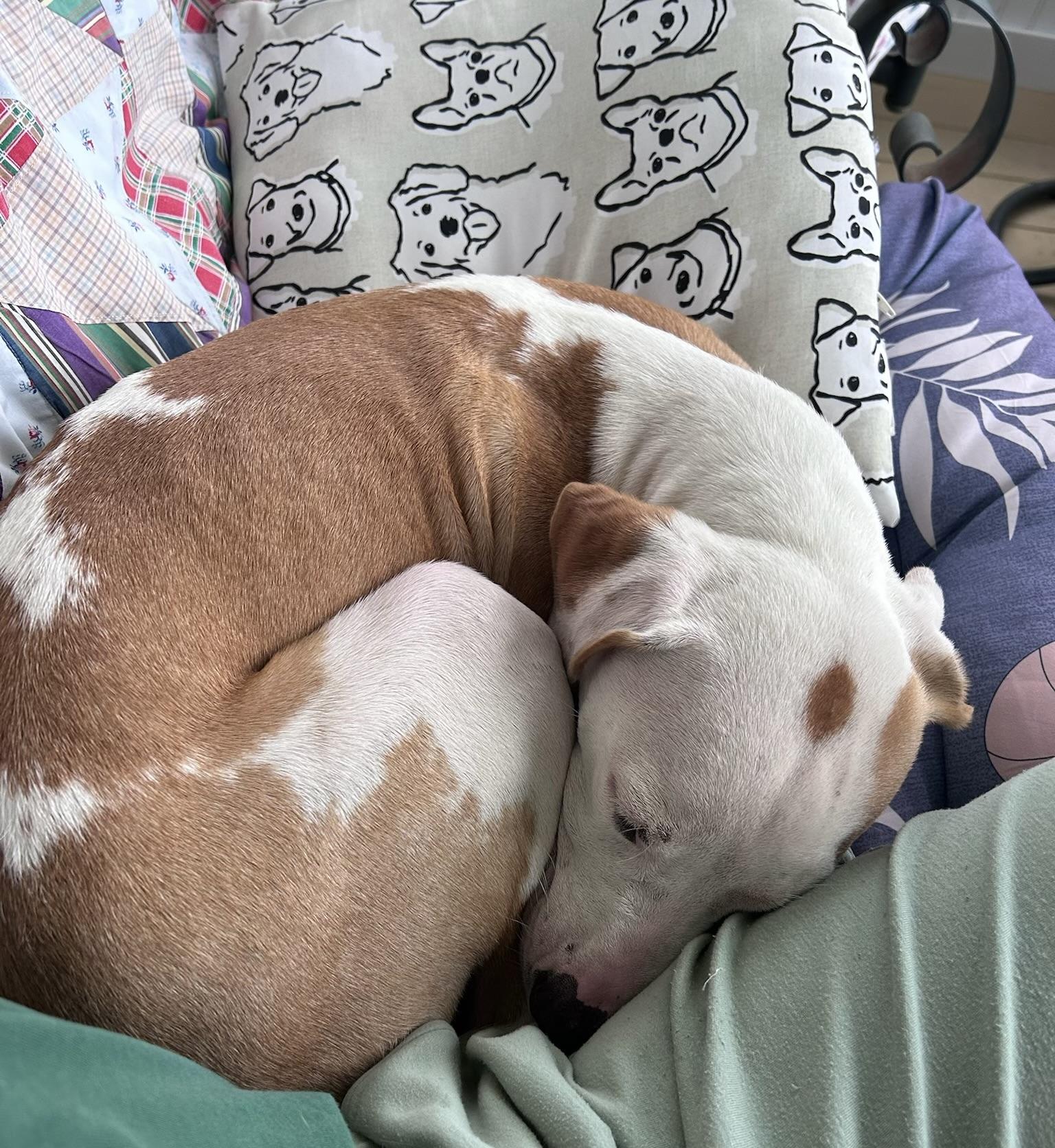 Enlarge Ace, a Adopted Mixed Breed in Highland, NY image 3/5