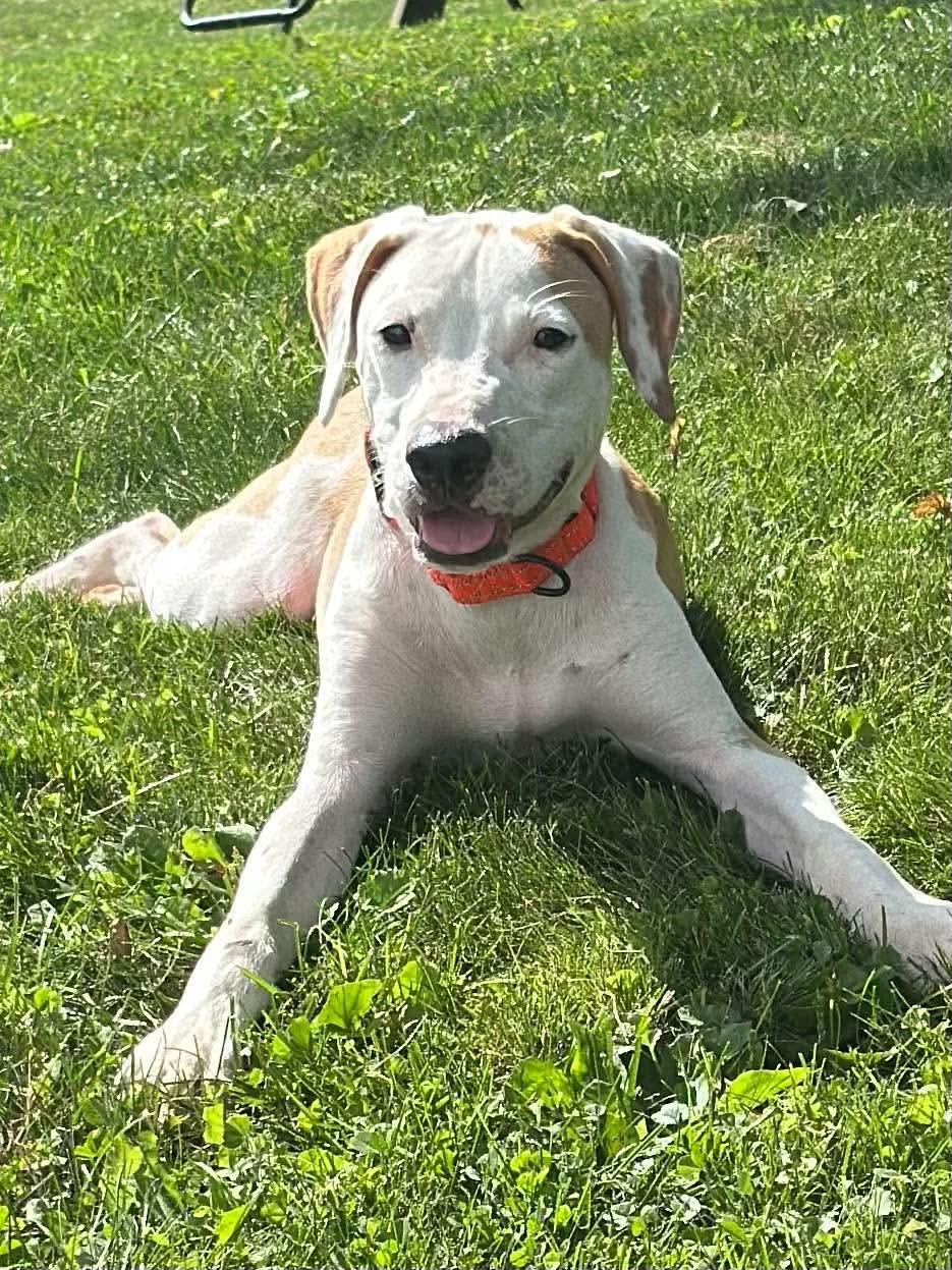 Enlarge Ace, a Adopted Mixed Breed in Highland, NY image 5/5