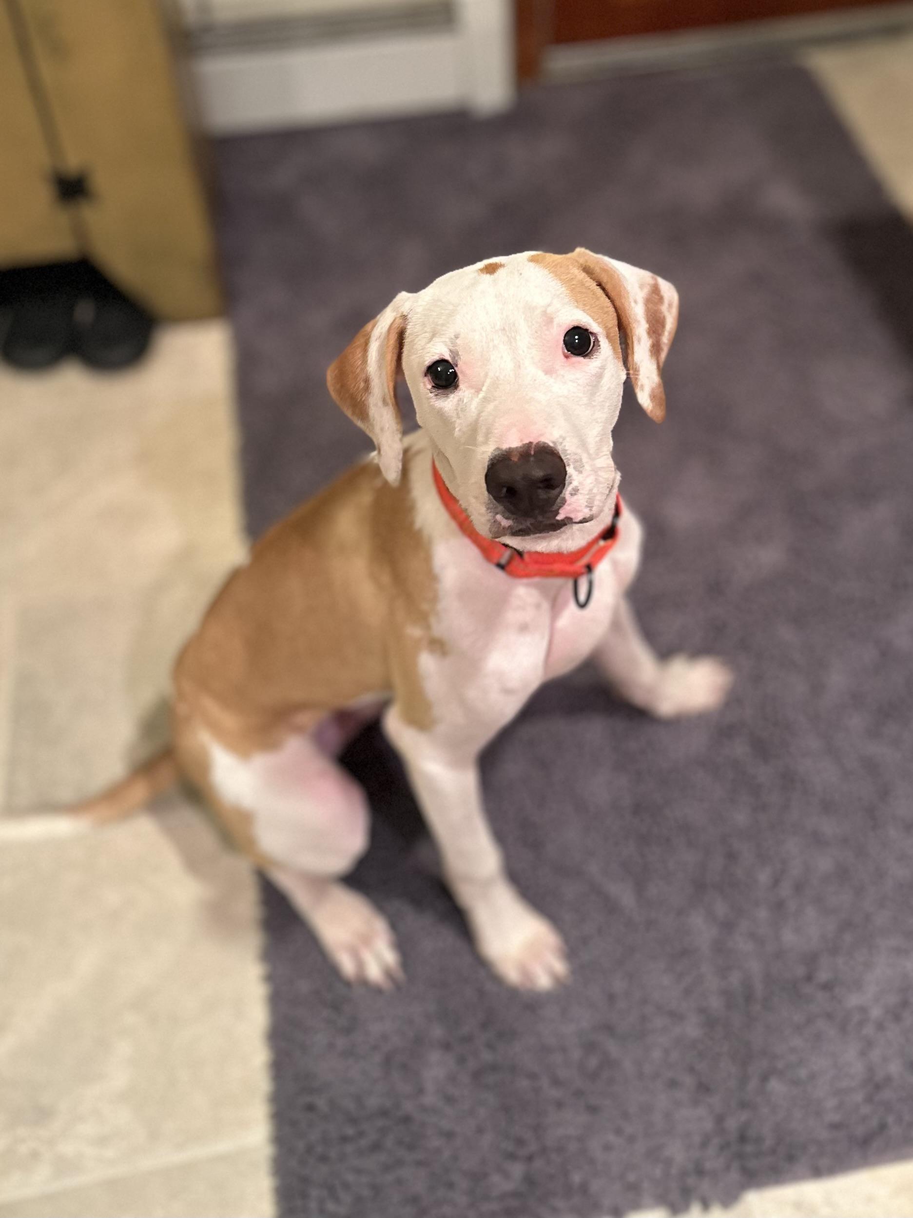 Ace, Adopted, Puppy Male Mixed Breed.