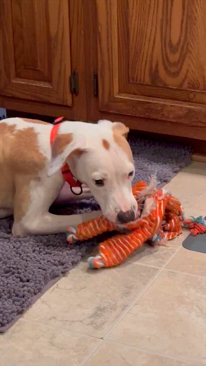 Enlarge Ace, a Adopted Mixed Breed in Highland, NY video 2/5