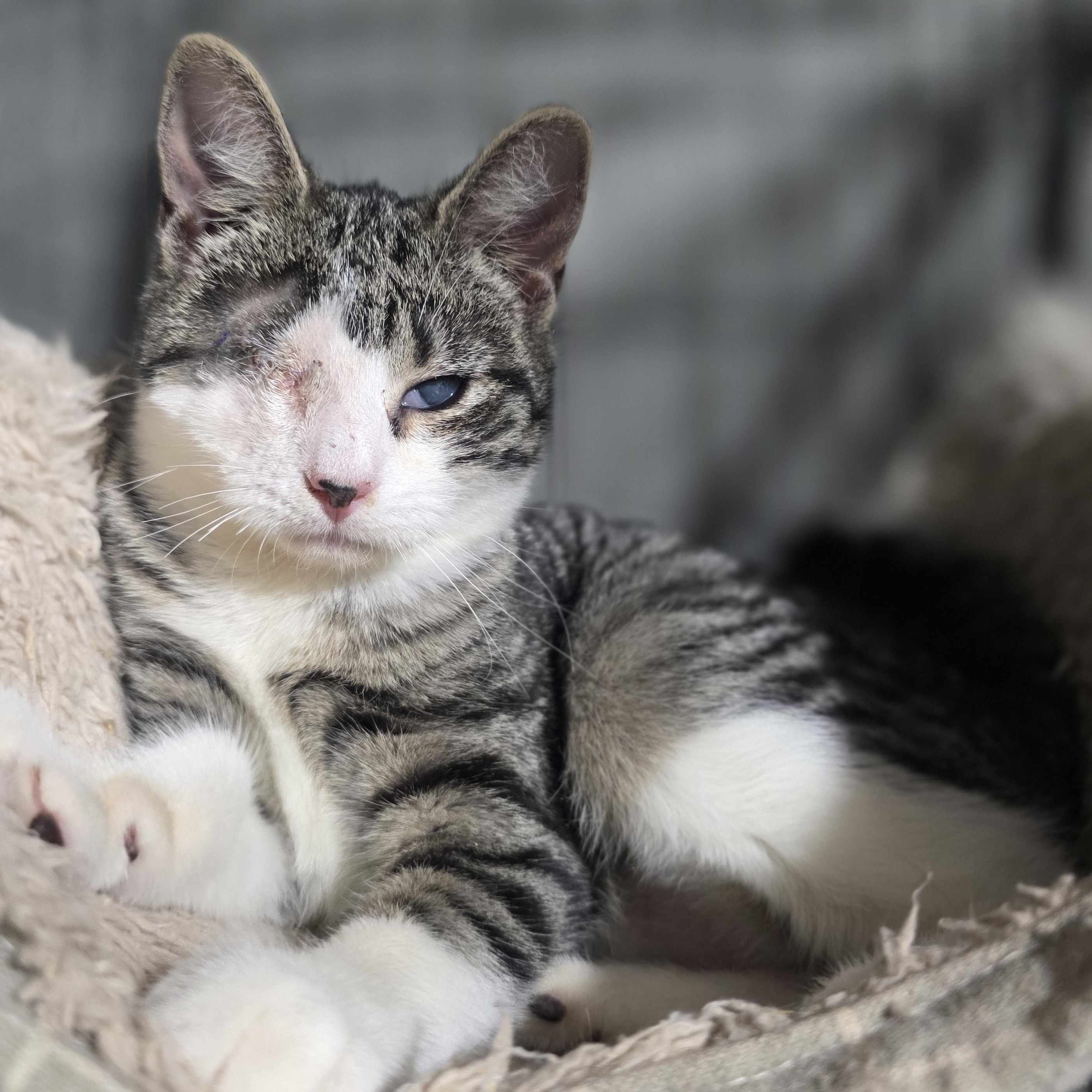 Holly, Adoptable, Kitten Female Domestic Short Hair & Tabby.