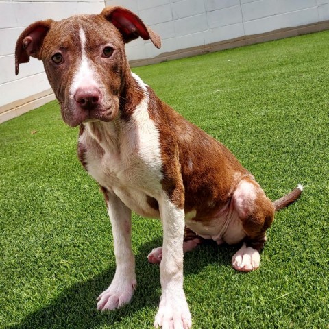 Skye, Adult Female Terrier