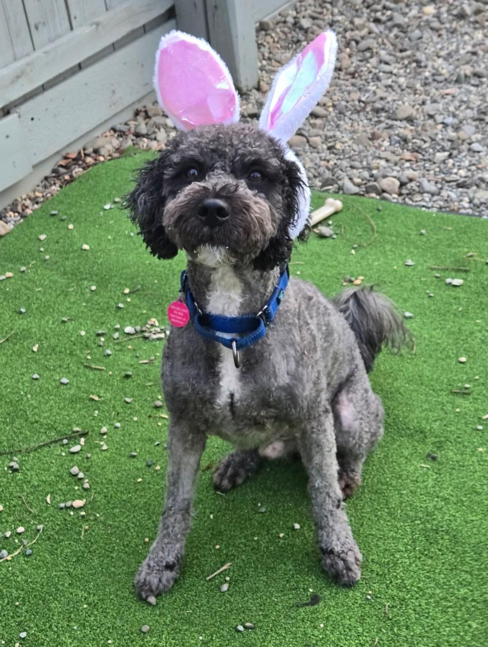 Enlarge Storm, an adopted Poodle in Breinigsville, PA image 3/4