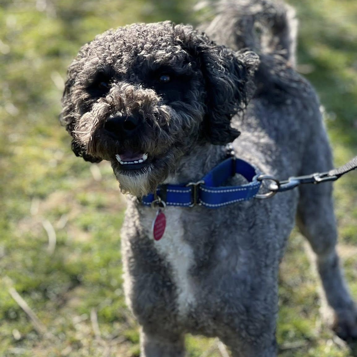 Storm, adopted, Young Male Poodle.