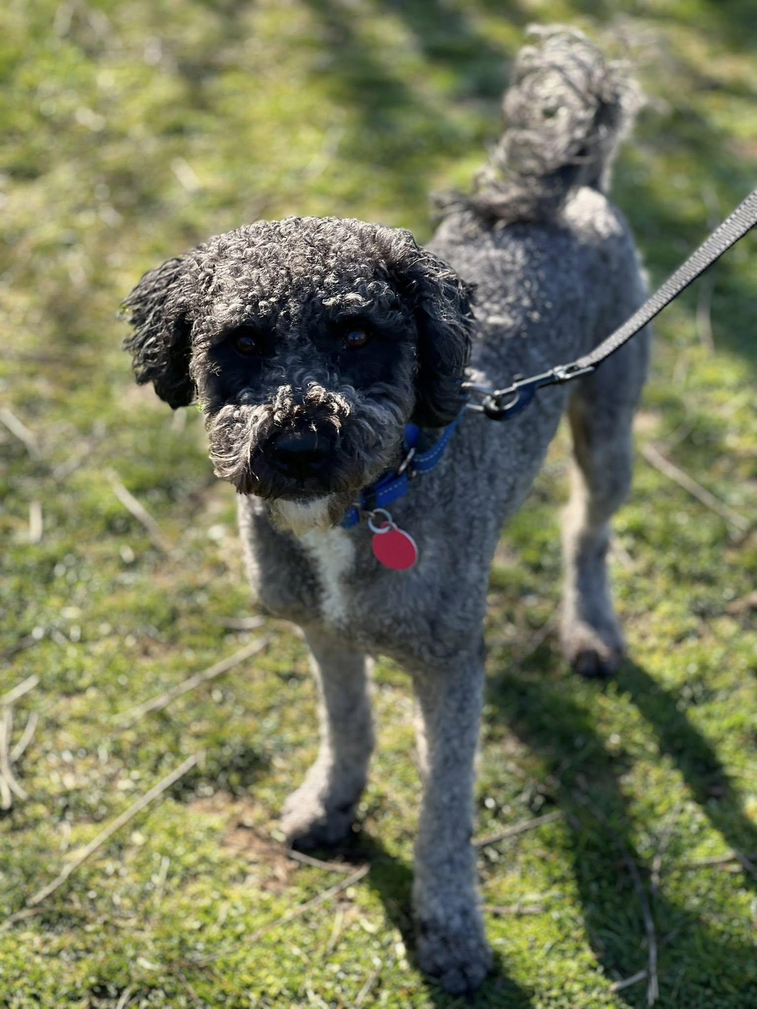 Enlarge Storm, an adopted Poodle in Breinigsville, PA image 4/4
