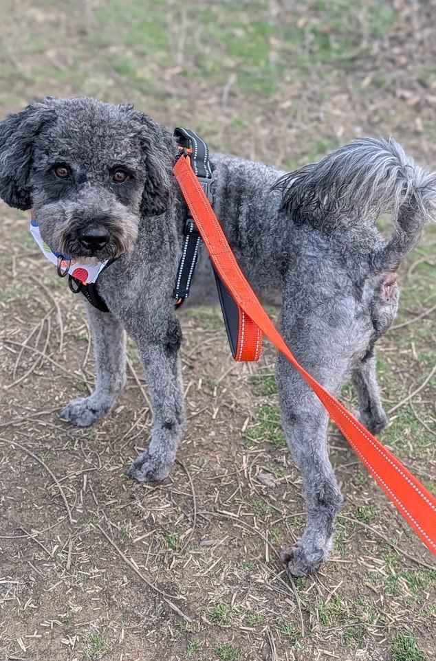 Enlarge Storm, an adopted Poodle in Breinigsville, PA image 2/4
