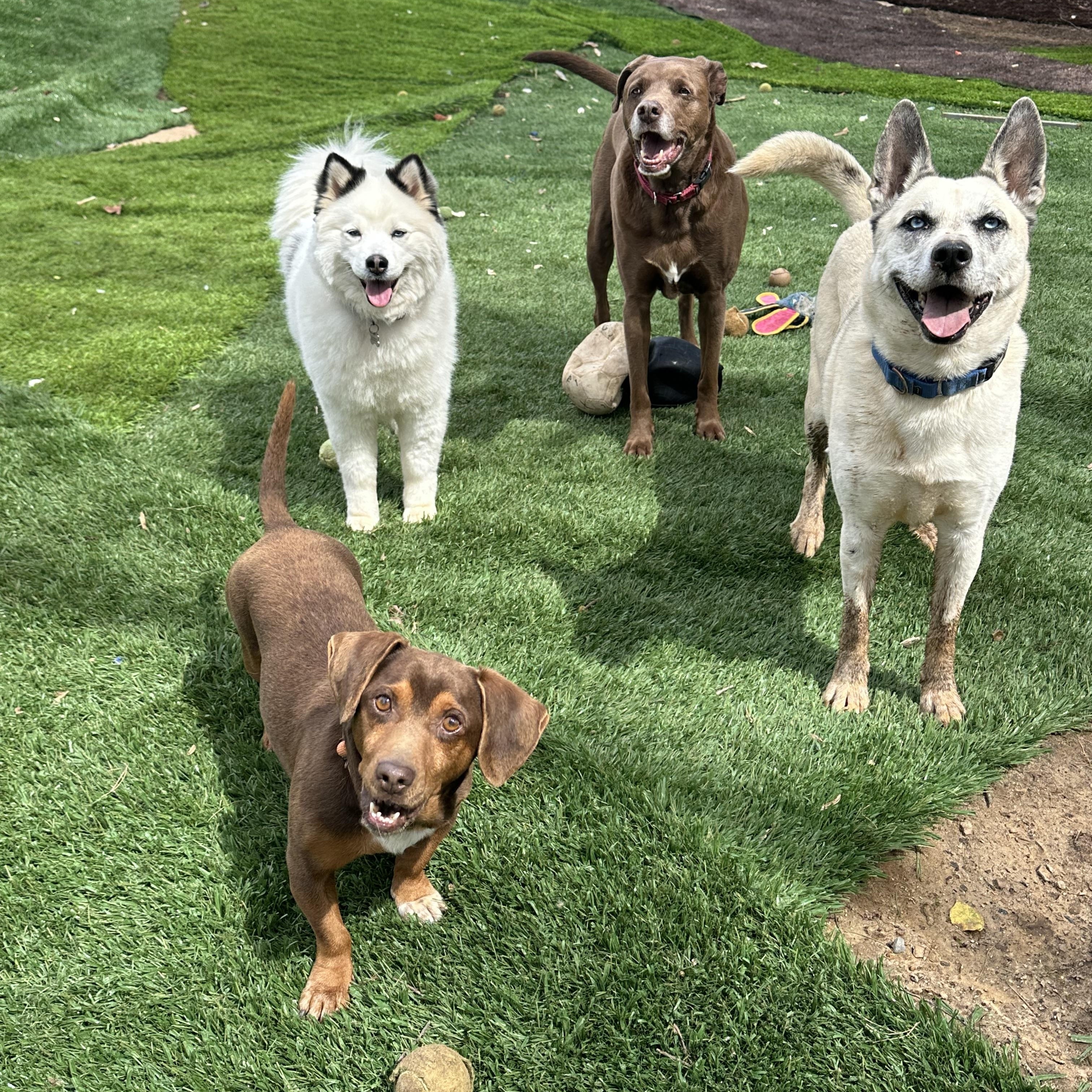 Enlarge Rigby, a ADOPTABLE mixed breed in Sherman, CT image 6/6