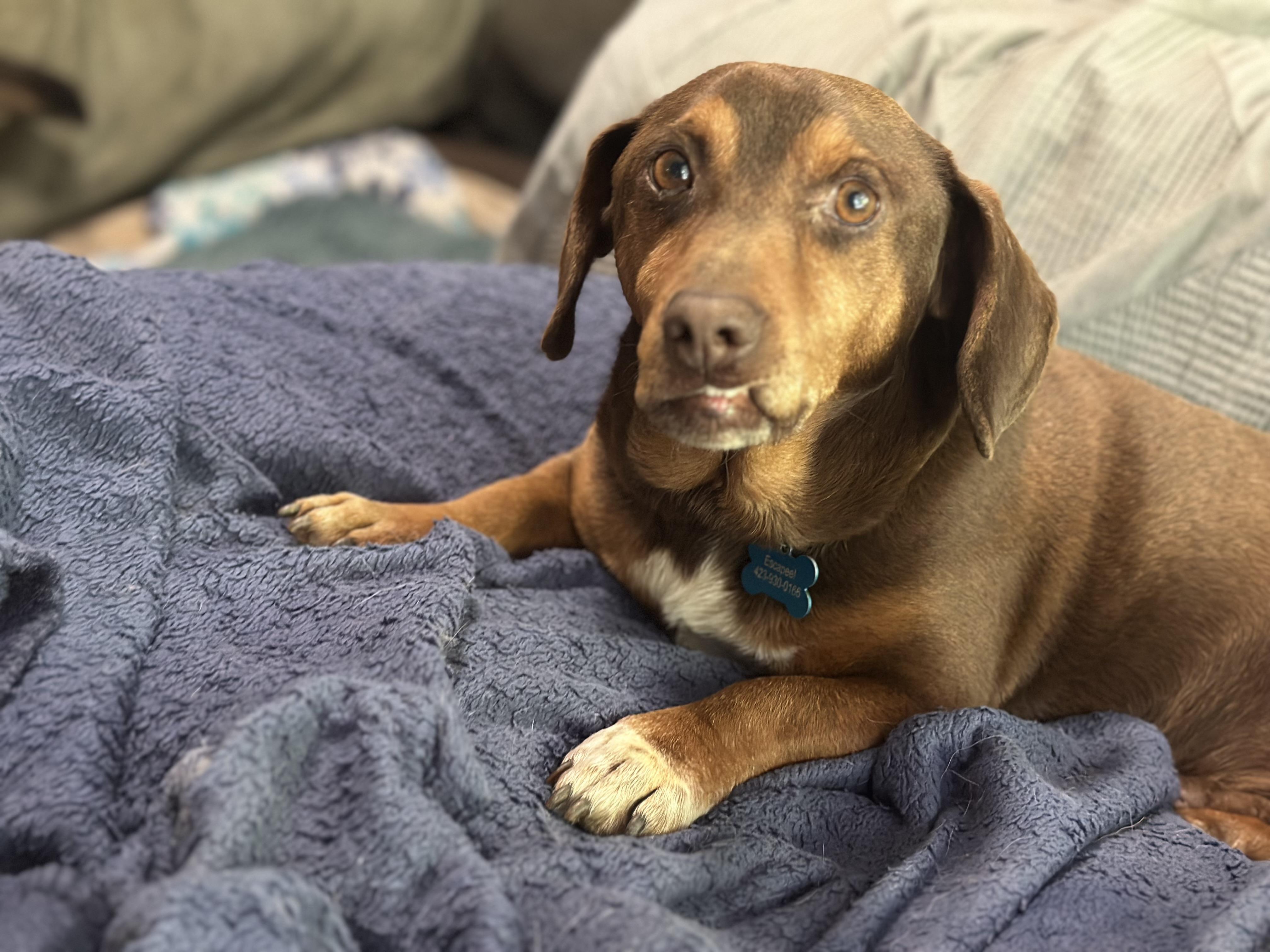 Enlarge Rigby, a ADOPTABLE mixed breed in Sherman, CT image 1/6