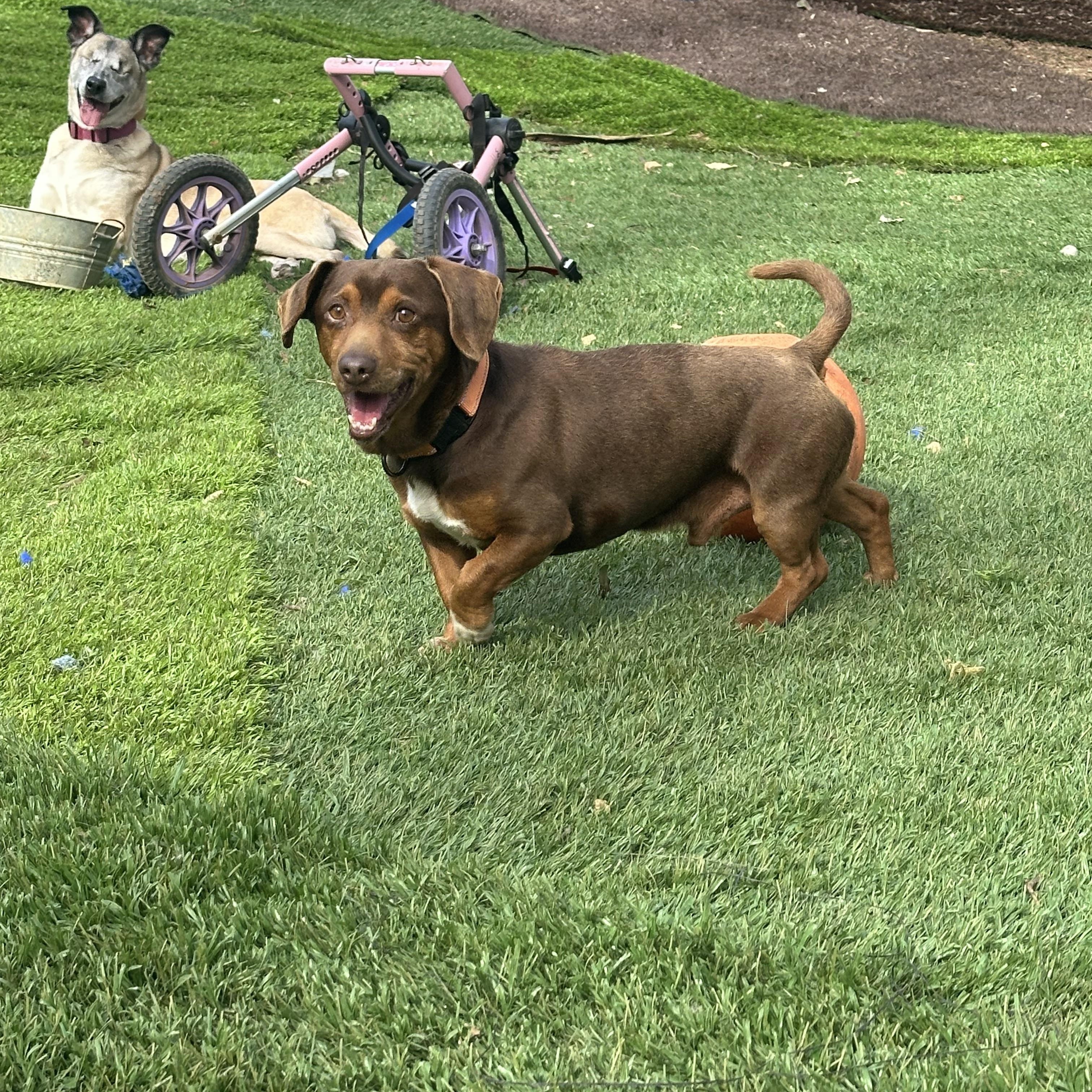 Enlarge Rigby, a ADOPTABLE mixed breed in Sherman, CT image 4/6