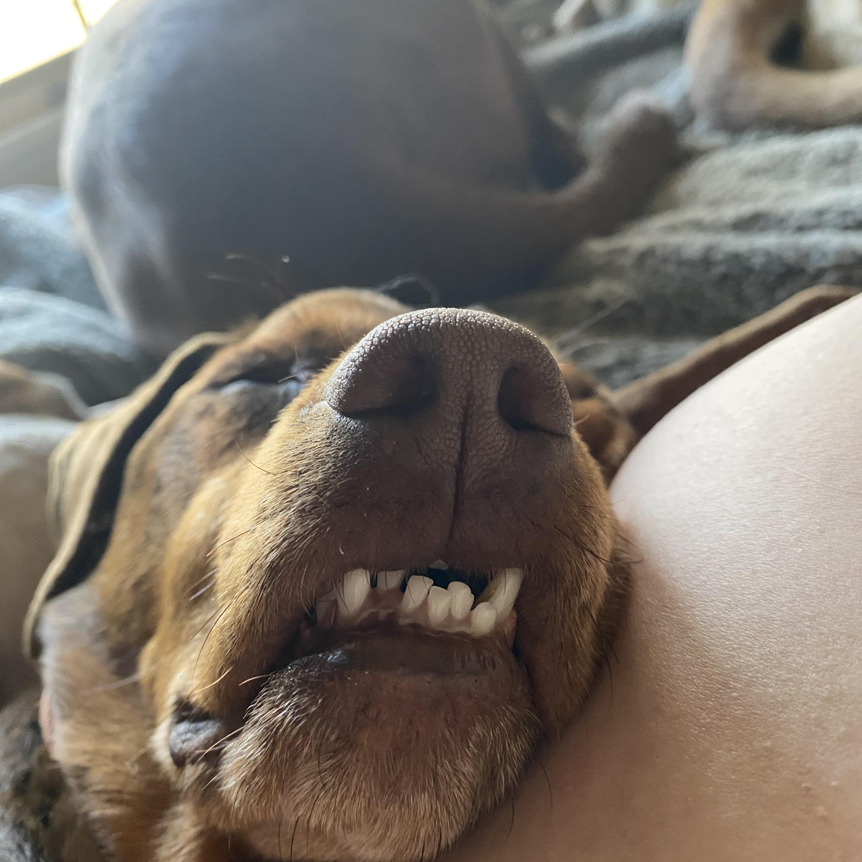 Enlarge Rigby, a ADOPTABLE mixed breed in Sherman, CT image 2/6