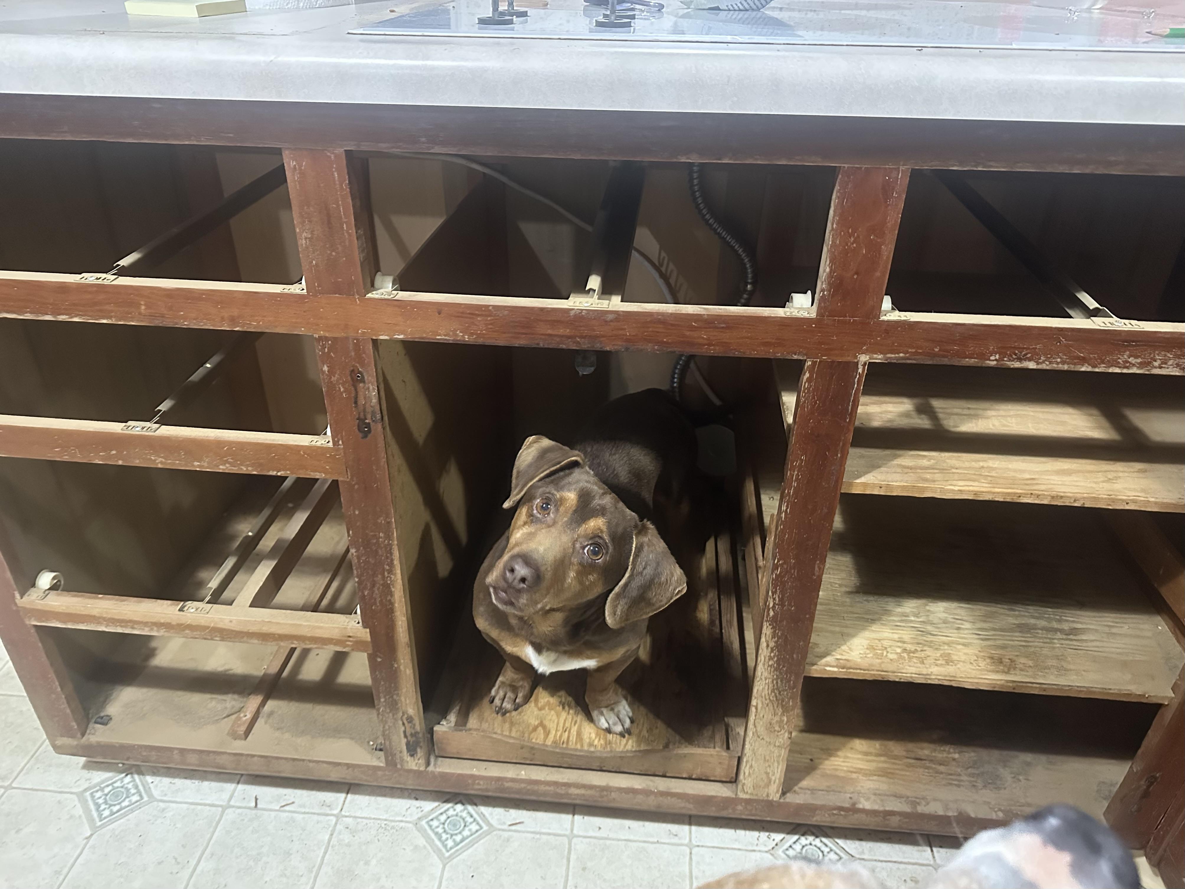 Rigby, ADOPTABLE, Adult Male Dachshund & Basset Hound.