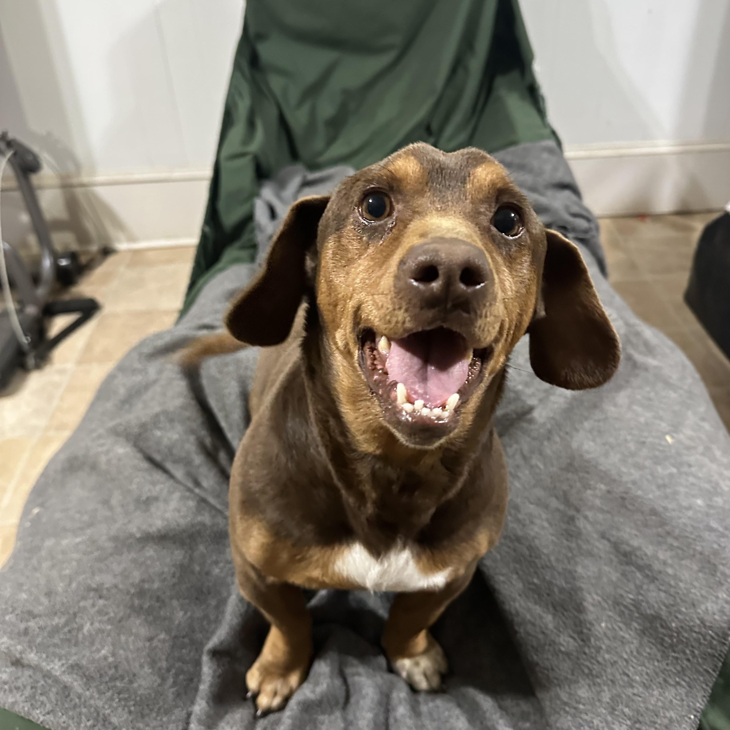 Enlarge Rigby, a ADOPTABLE mixed breed in Sherman, CT image 5/6