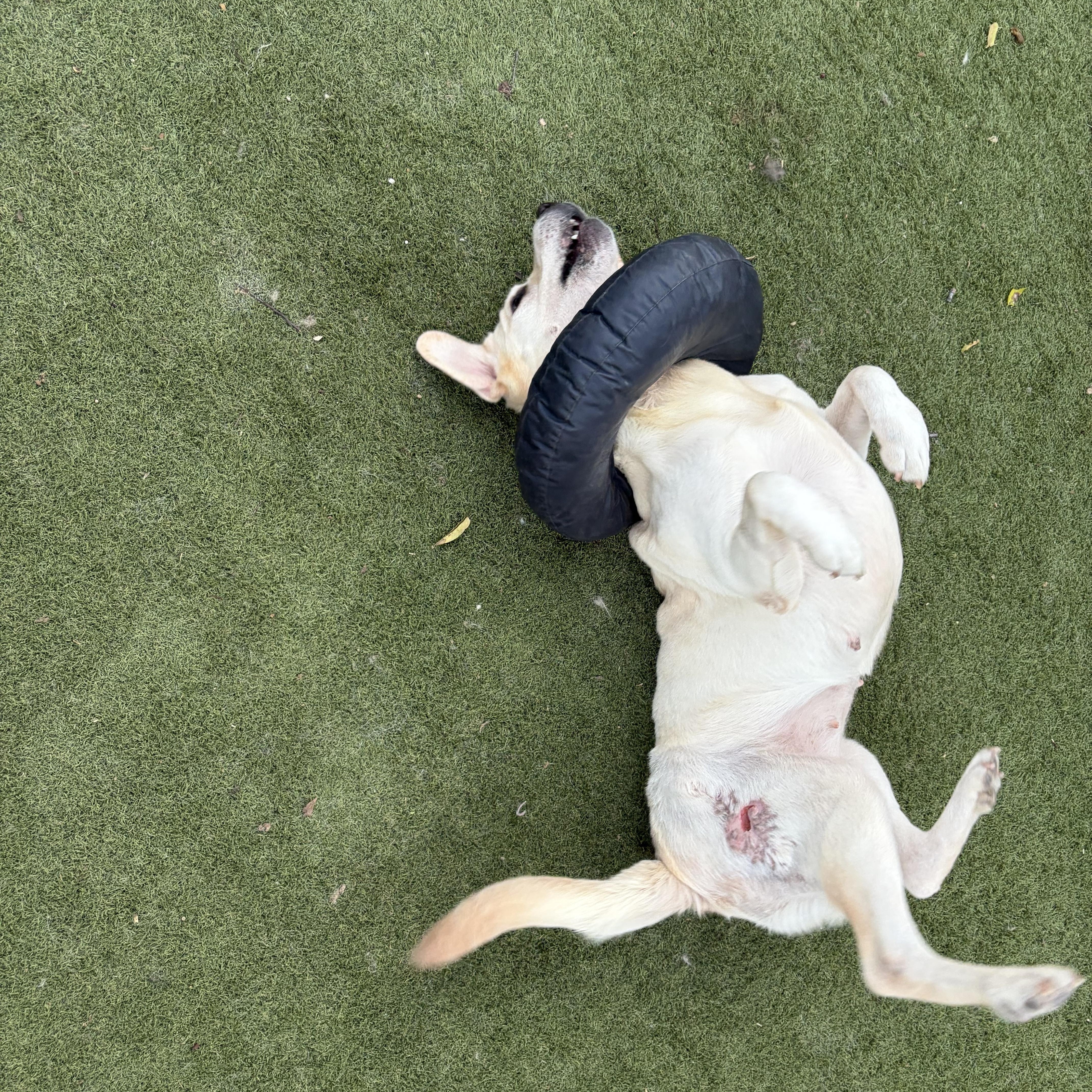 Meet Piper: A Gentle Soul Who’s Ready to Love You Forever