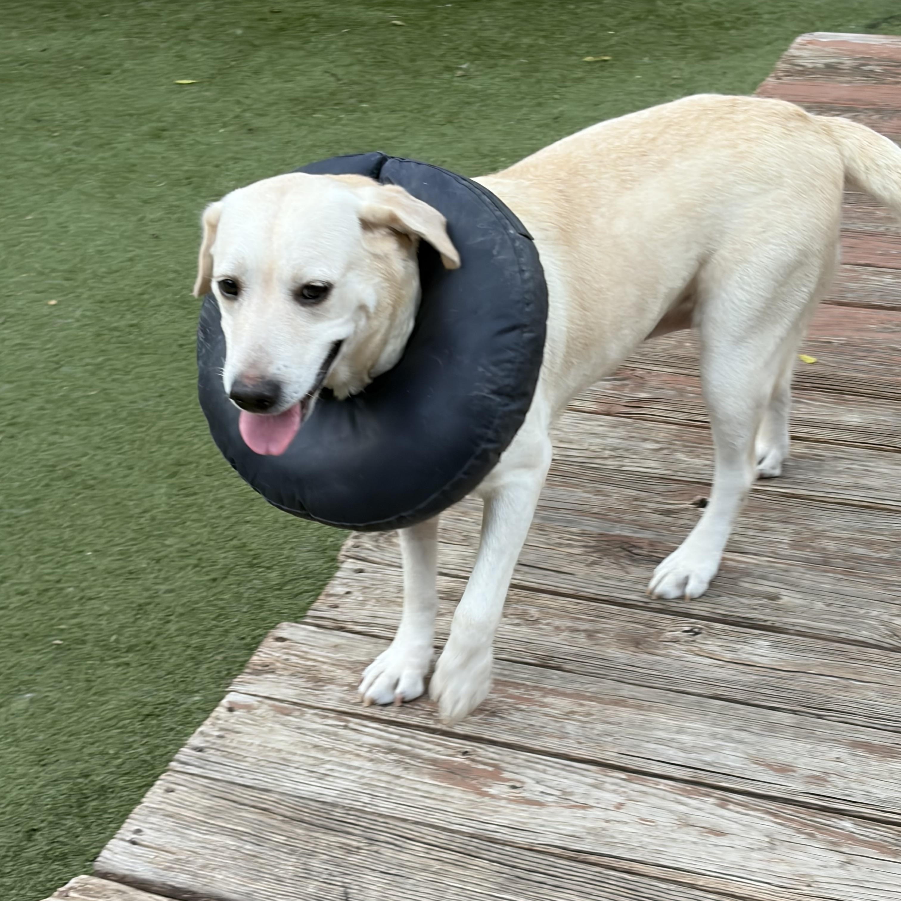 Meet Piper: A Gentle Soul Who’s Ready to Love You Forever