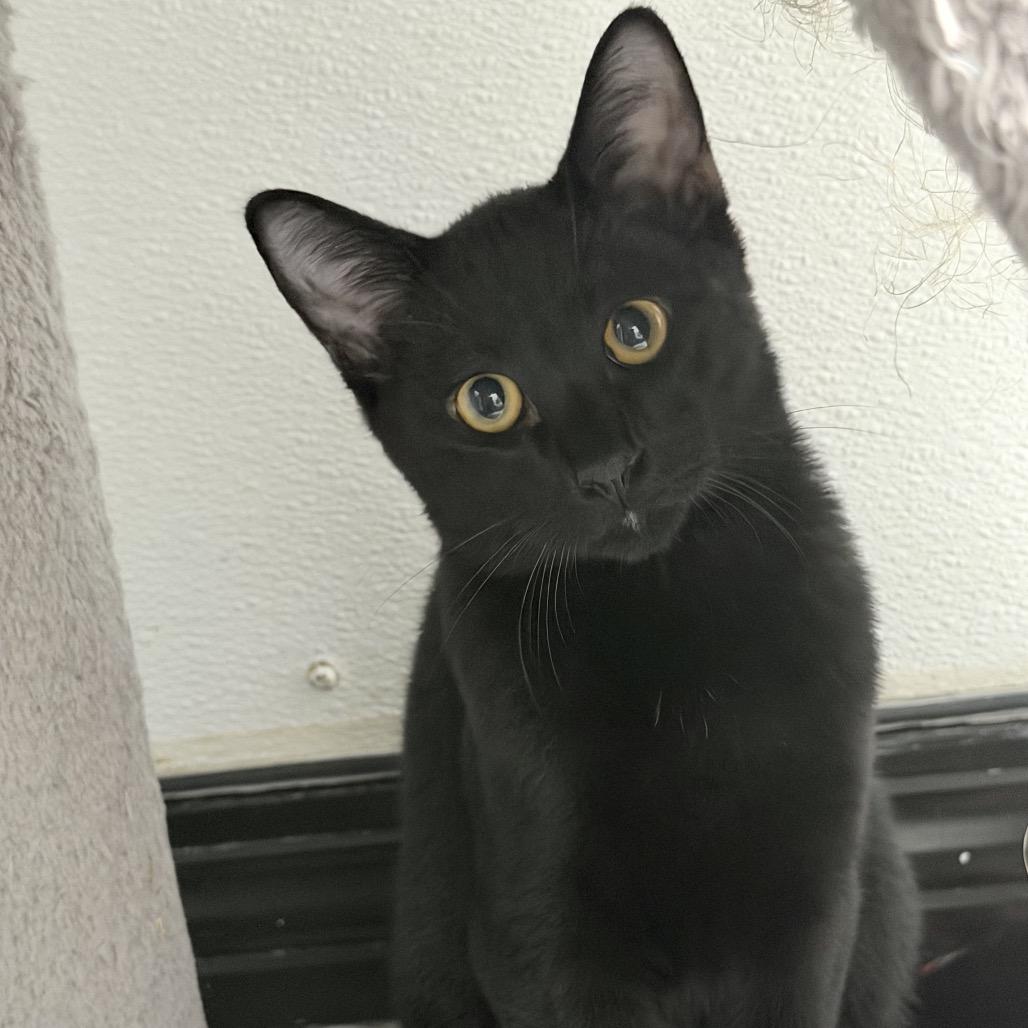 Otis, Adoptable, Kitten Male Domestic Short Hair.