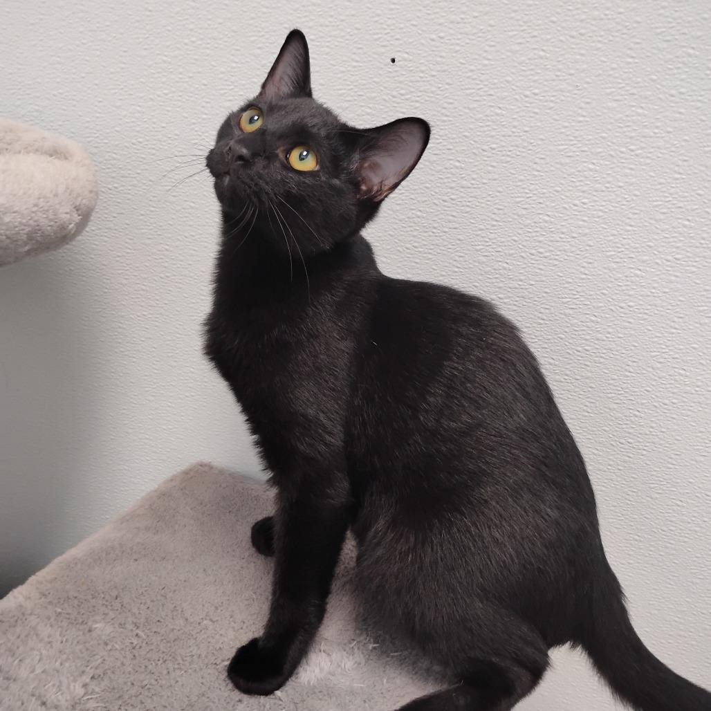 Enlarge Otis, a Adoptable Domestic Short Hair in Winchester, TN image 2/3