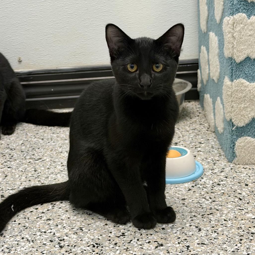 Enlarge Otis, a Adoptable Domestic Short Hair in Winchester, TN image 3/3