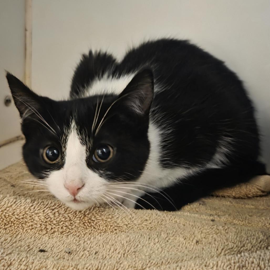 Diamond, Adoptable, Kitten Female Domestic Short Hair.