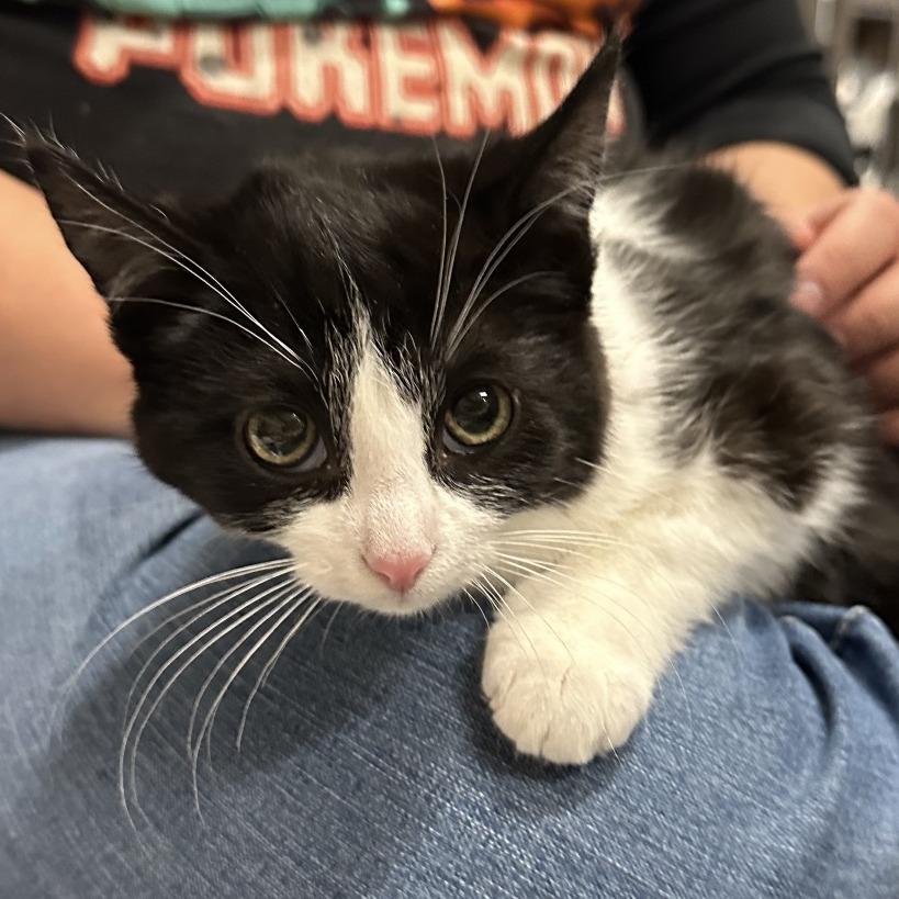 Enlarge Diamond, a Adoptable Domestic Short Hair in Hinsdale, IL image 2/2