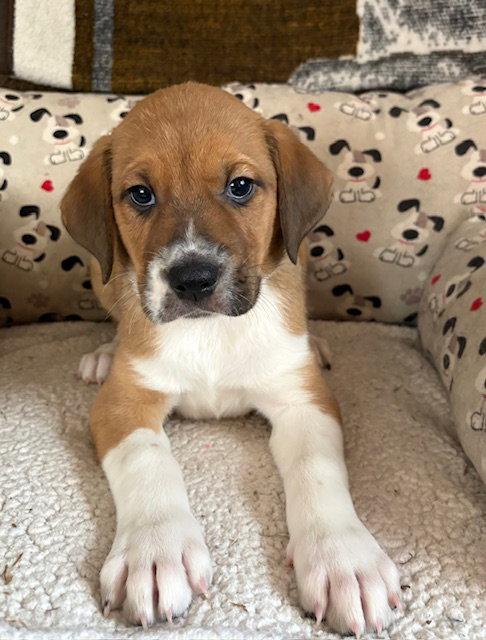 Hudson 26, Adoptable, Puppy Male Plott Hound & Australian Shepherd.