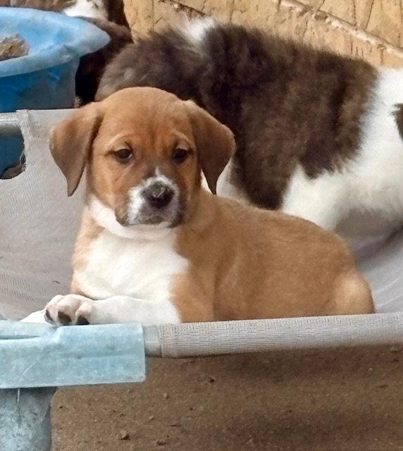 Enlarge Hudson 26, a Adoptable mixed breed in Hillside, IL image 3/3