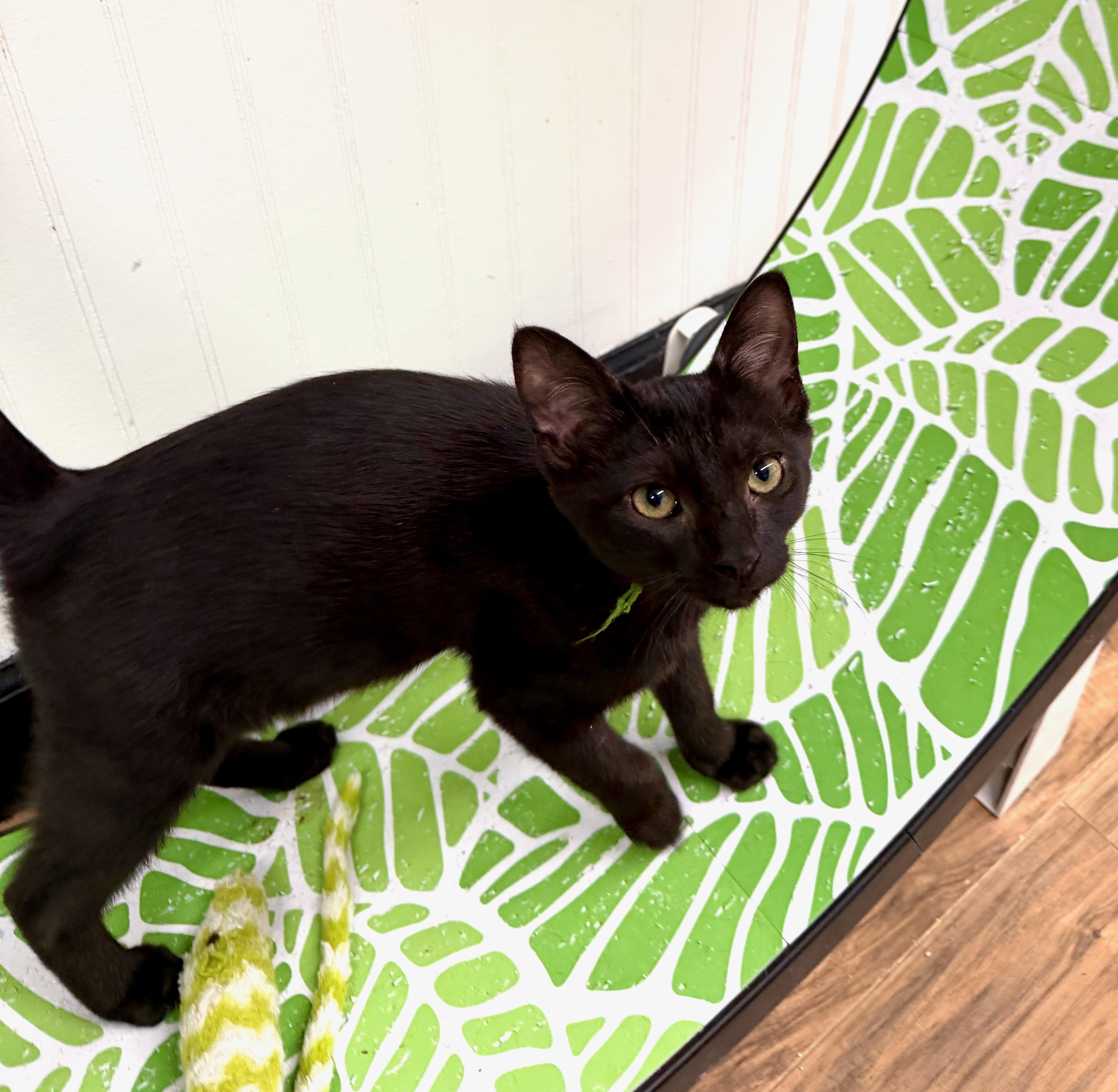 Cricket, Adoptable, Young Male Domestic Short Hair.