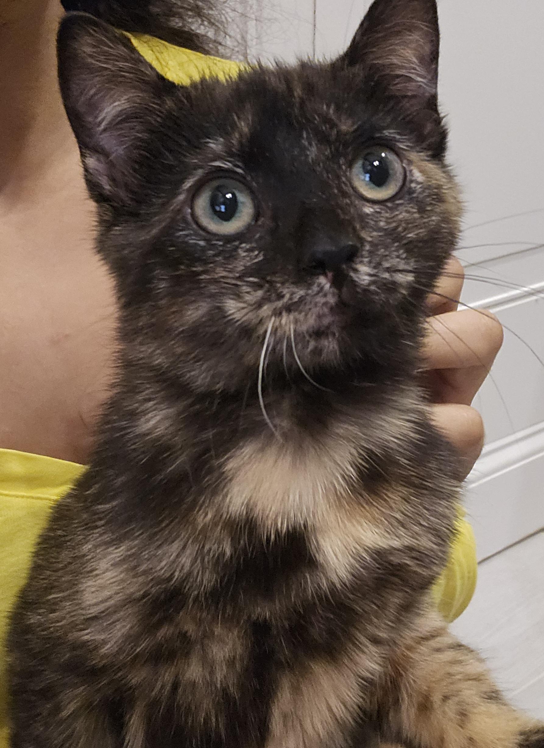 Enlarge Myrtle (and Gus - bonded pair), a Adoptable Domestic Short Hair in Crompond, NY image 1/6