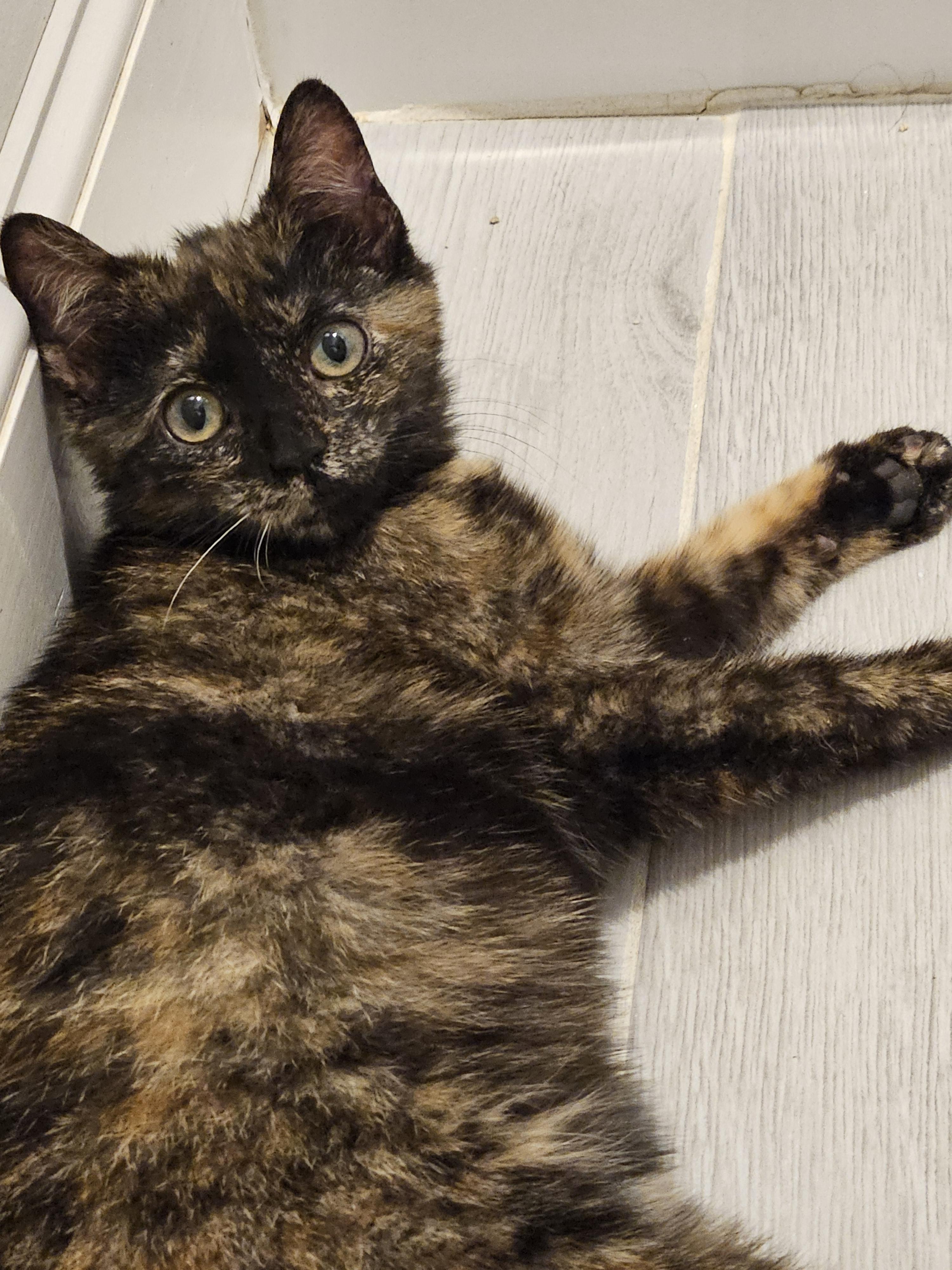 Enlarge Myrtle (and Gus - bonded pair), a Adoptable Domestic Short Hair in Crompond, NY image 2/6