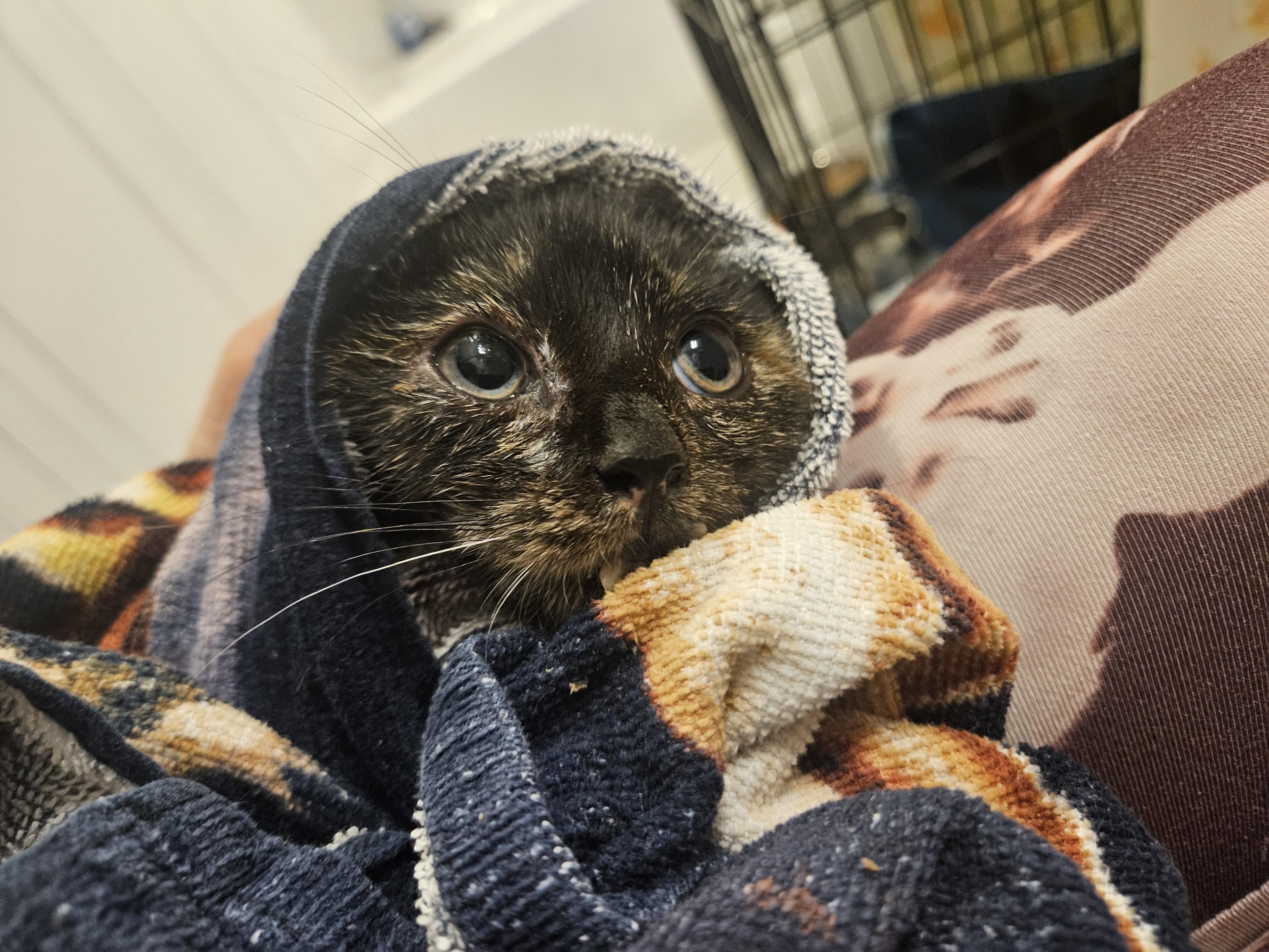 Enlarge Myrtle (and Gus - bonded pair), a Adoptable Domestic Short Hair in Crompond, NY image 3/6