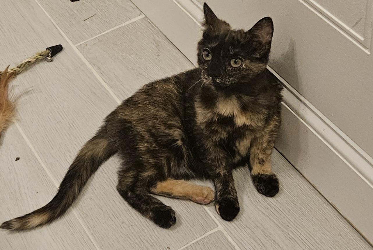 Enlarge Myrtle (and Gus - bonded pair), a Adoptable Domestic Short Hair in Crompond, NY image 4/6