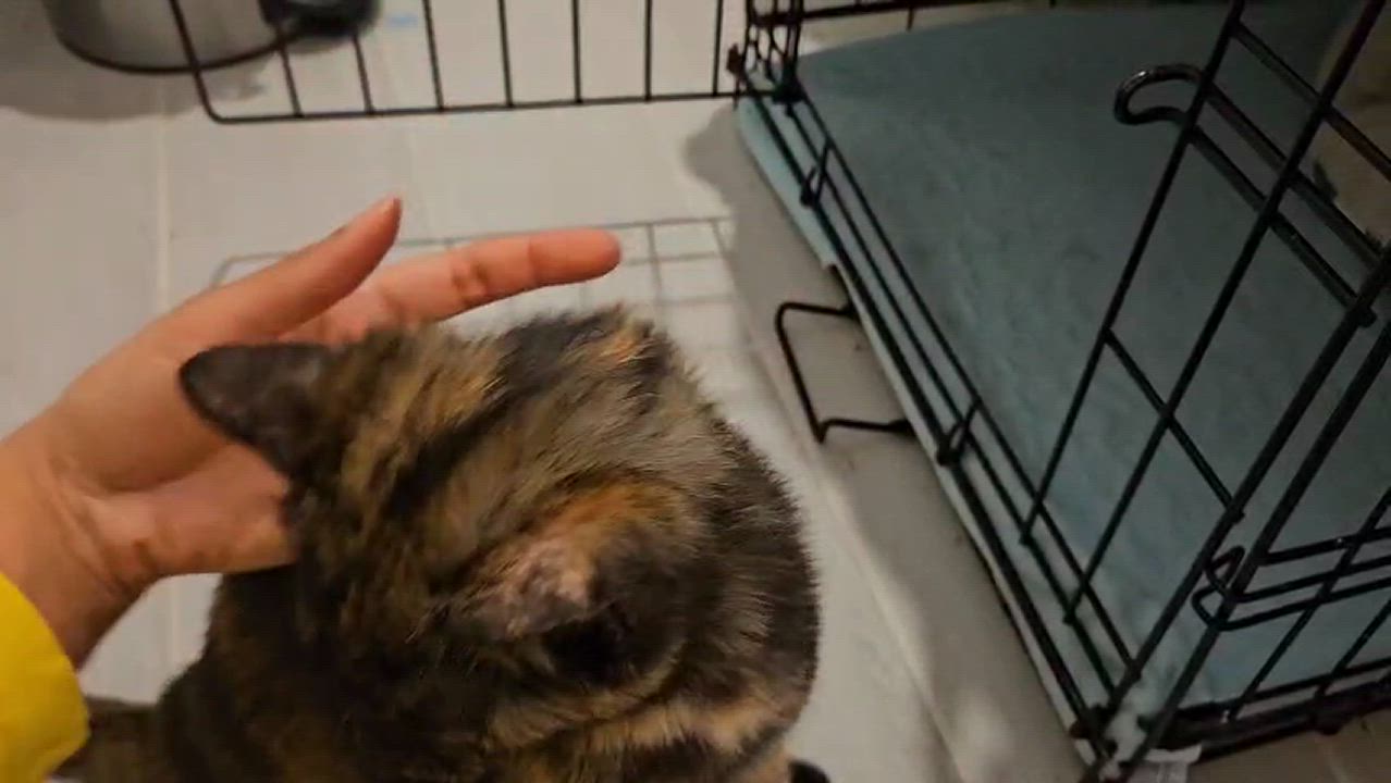 Enlarge Myrtle (and Gus - bonded pair), a Adoptable Domestic Short Hair in Crompond, NY video 6/6