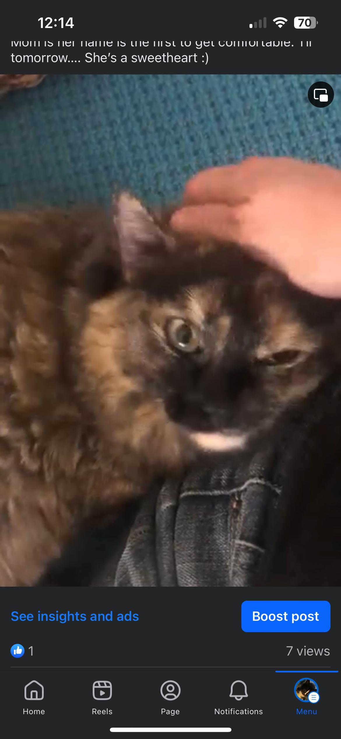 Mom, Adopted, Adult Female Domestic Medium Hair.