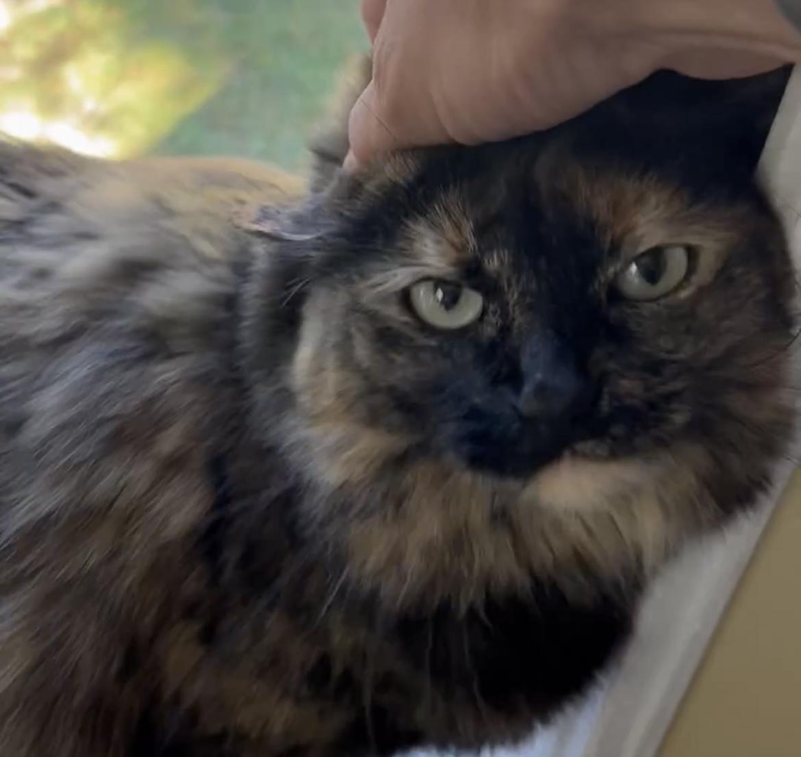 Enlarge Mom, a Adopted mixed breed in CRYSTAL RIVER, FL image 3/5