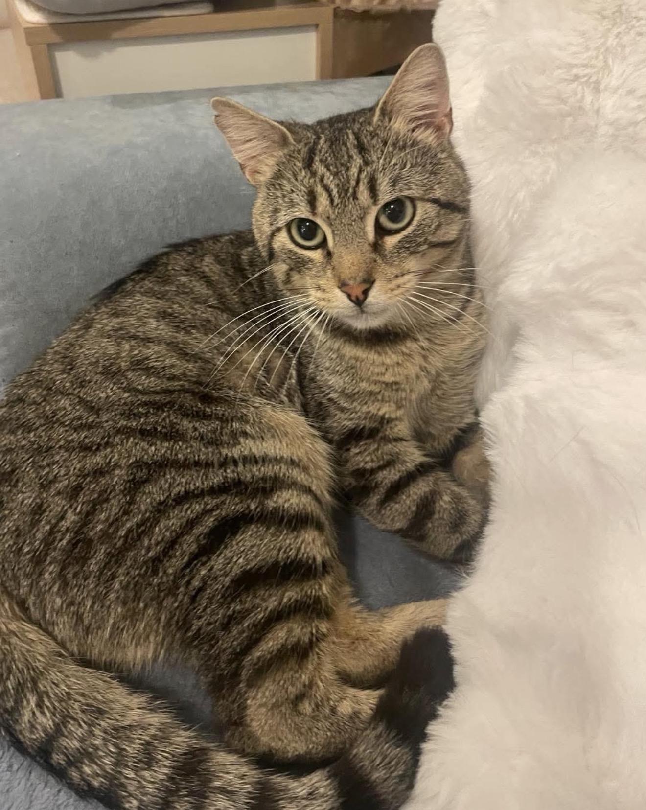 Junior , a ADOPTABLE Domestic Short Hair in Brooklyn , NY image 4/5