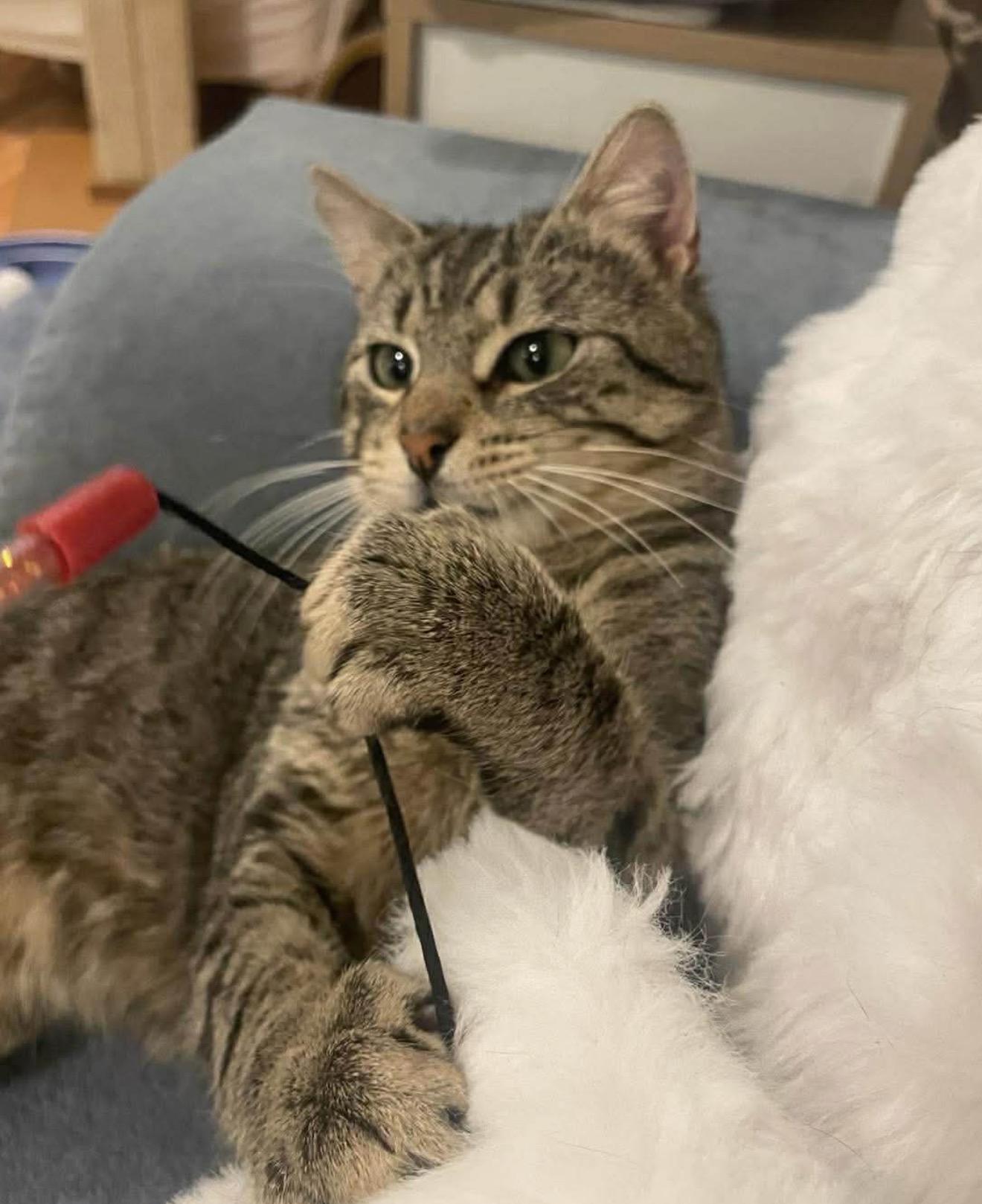 Junior , ADOPTABLE, Young Male Domestic Short Hair.